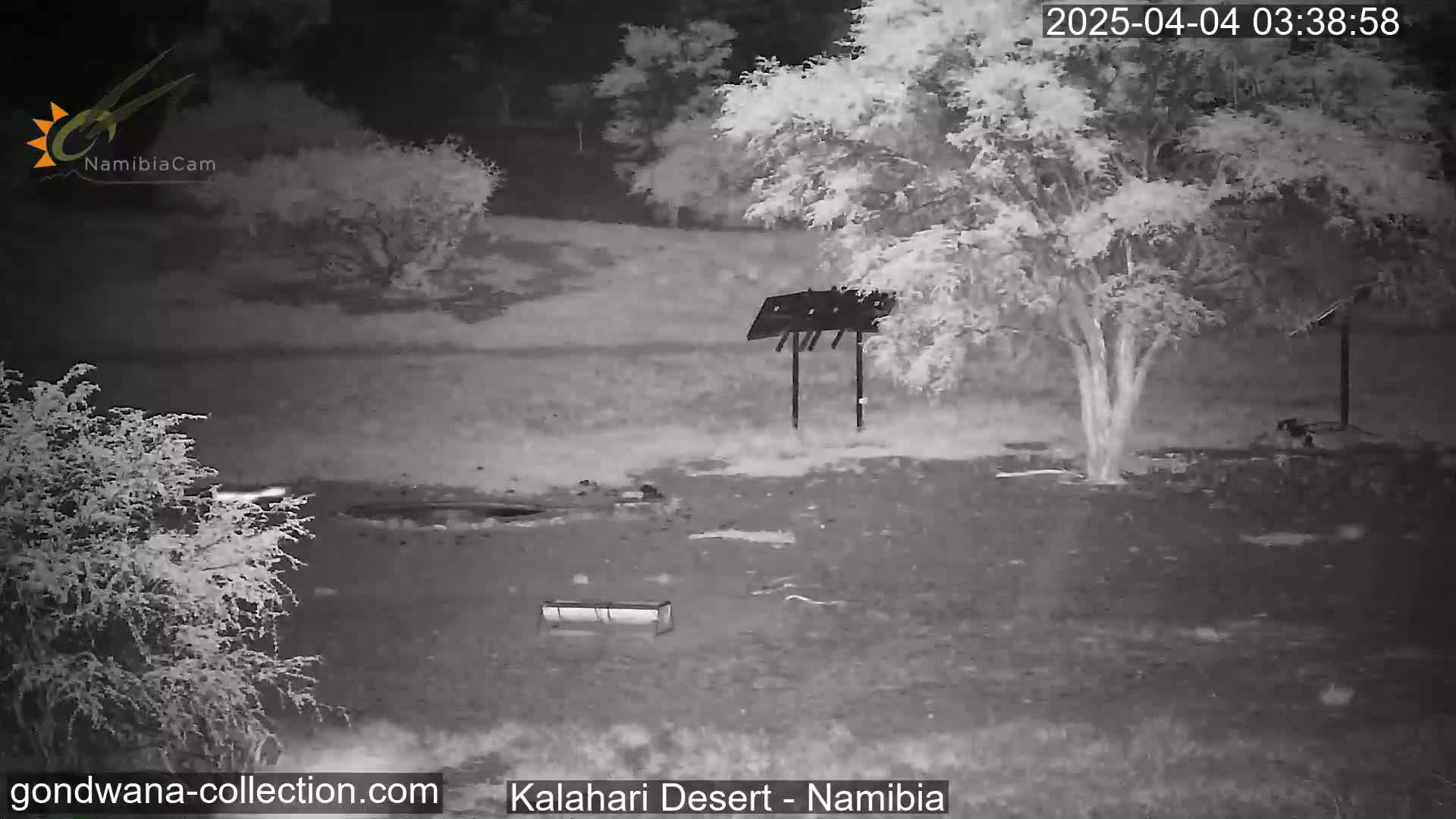 A nighttime, grayscale image shows a sparsely vegetated area with a few trees and some structures, possibly feeders or signage, under dark conditions.