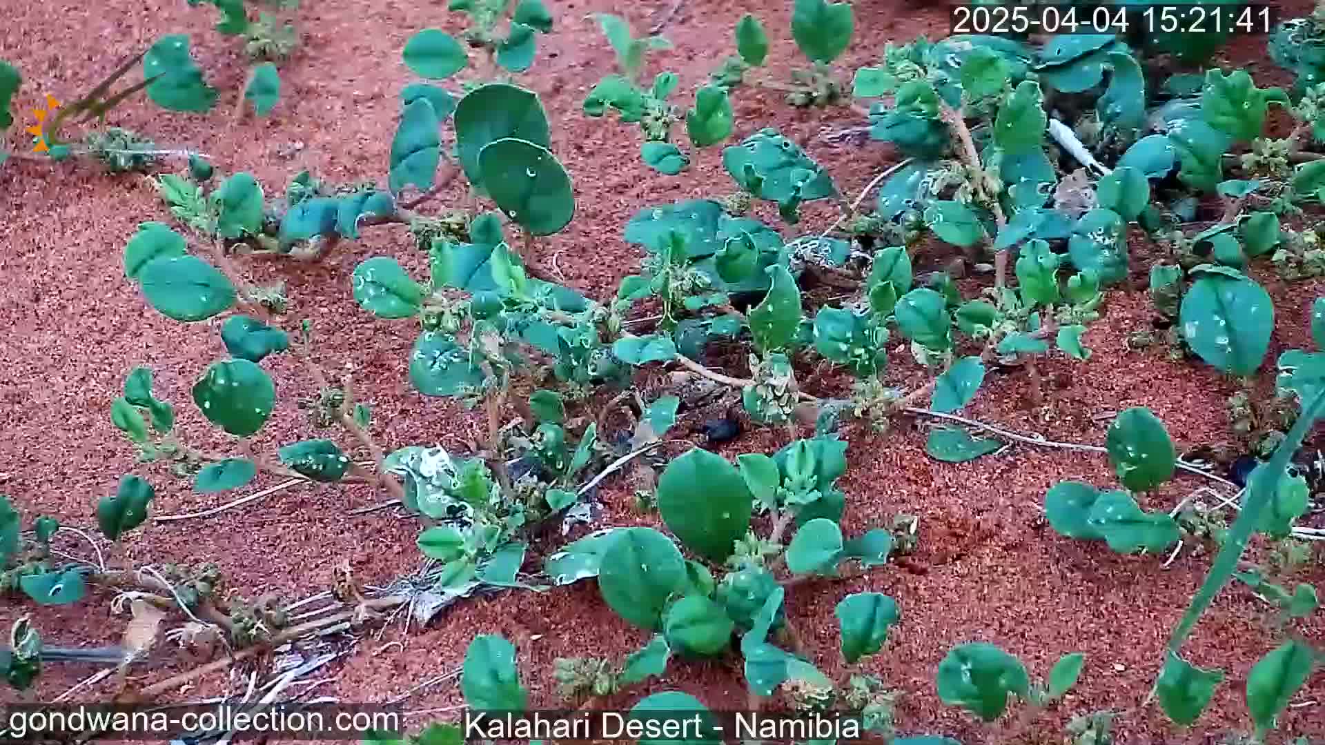 Many small, green, round-leaved plants with water droplets on them grow in reddish-brown sand.