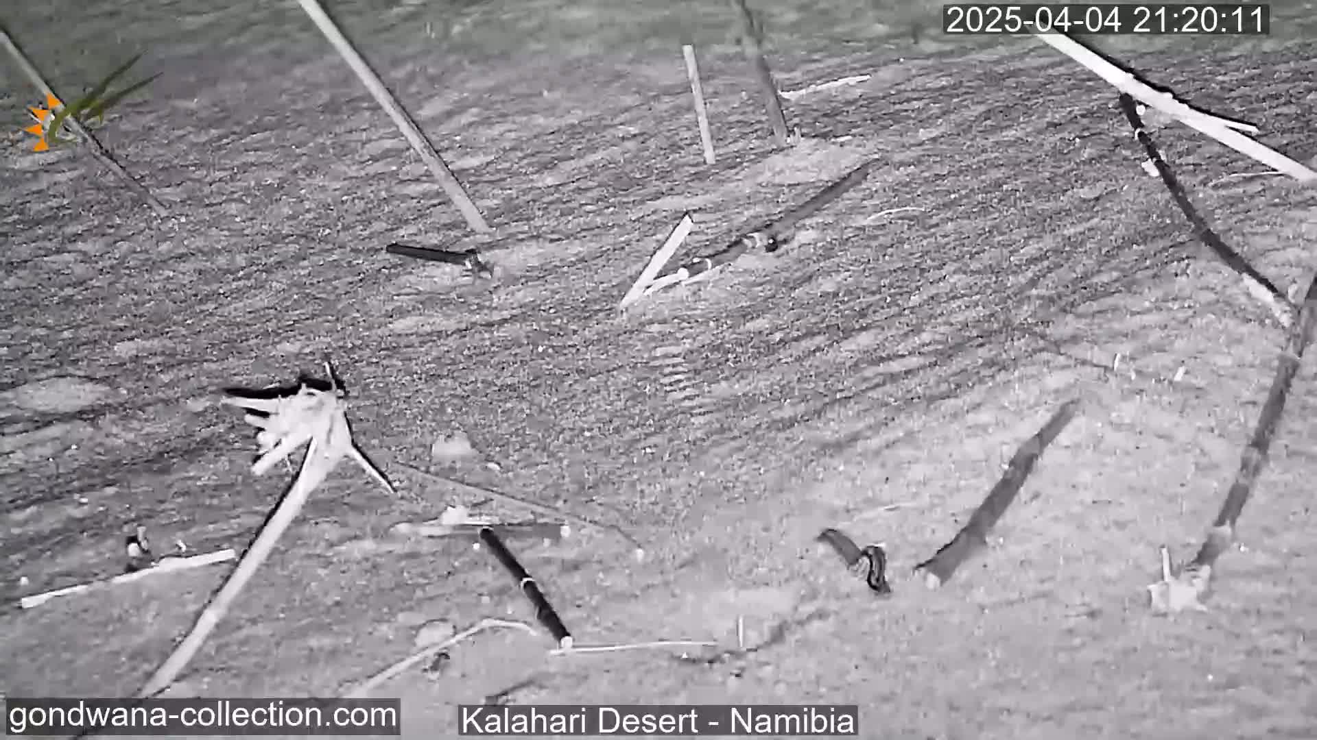 Scattered debris, including long thin poles and pieces of wood, lies on the sandy ground at night in the Kalahari Desert.