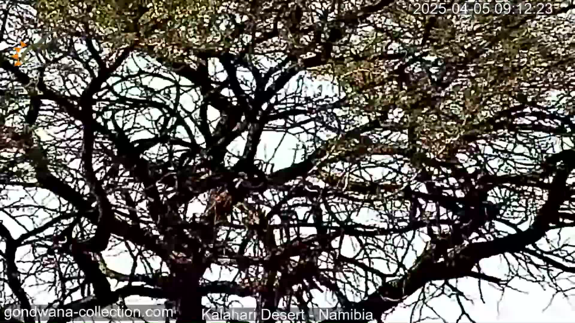 A low-angle view shows the intricate, bare branches of a large tree against a mostly cloudy sky.