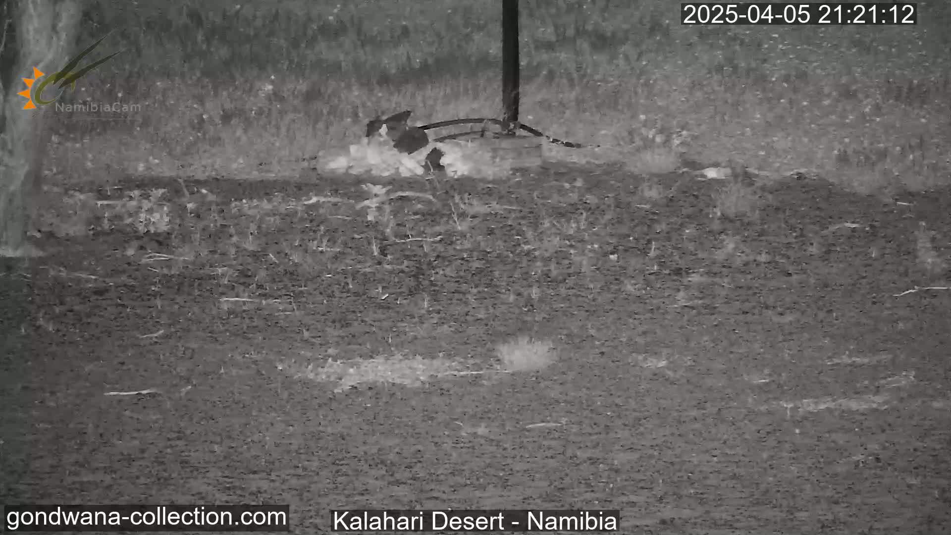 A nighttime, grayscale image shows what appears to be a small animal near a post in the Kalahari Desert during rain.