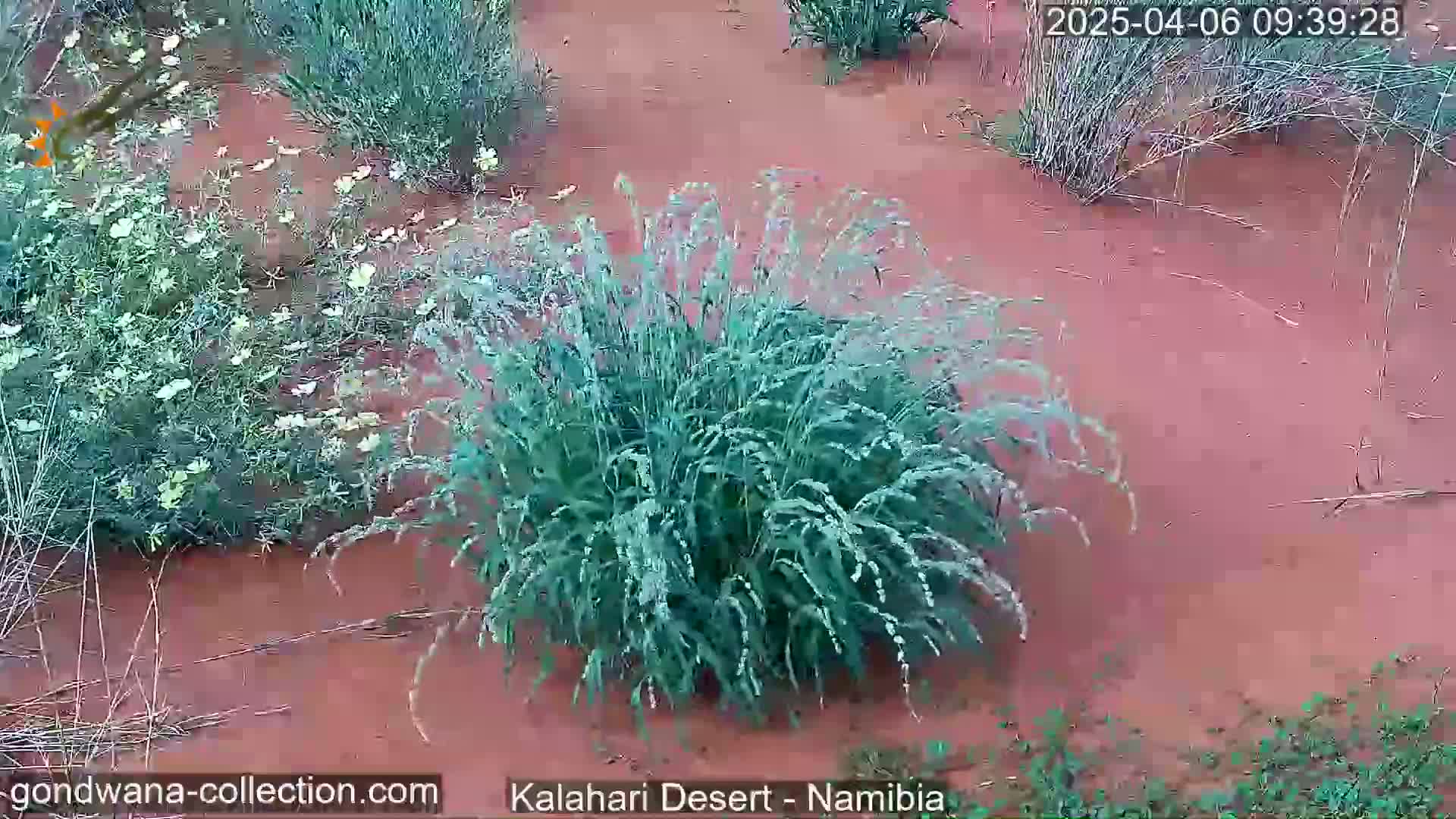 A clump of light-green grass sits in the center of a reddish-brown, damp, desert landscape with sparse, low-lying vegetation scattered around.