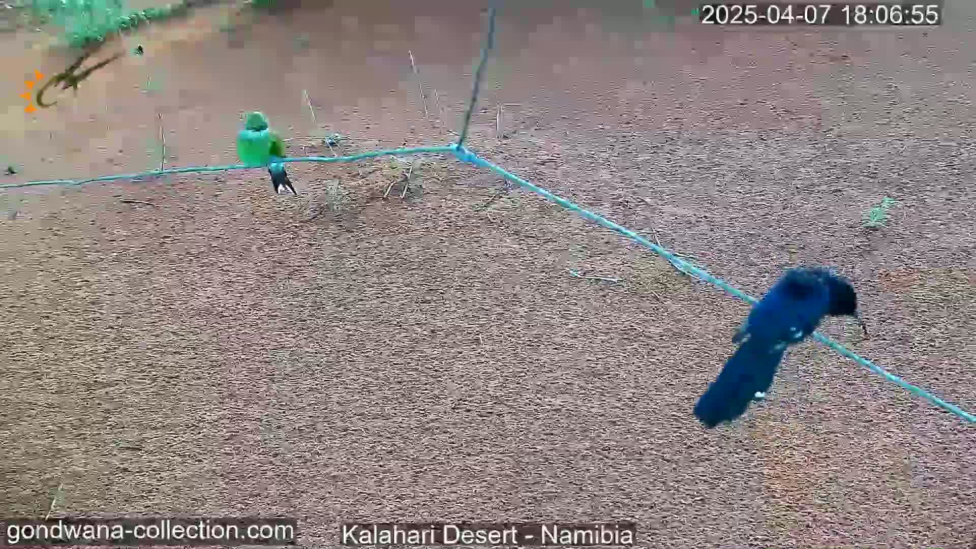 Two birds, one green and one dark-colored, are perched on a wire against a backdrop of dry, reddish-brown ground.