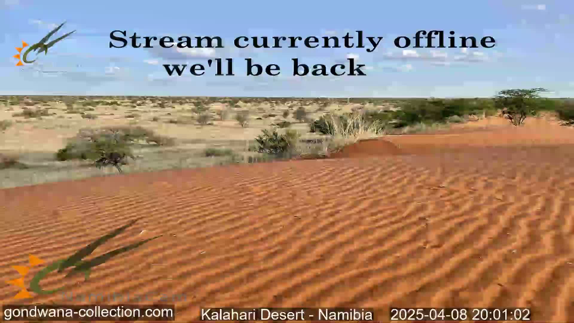 Under a clear blue sky, gently undulating red sand dunes stretch across a sparsely vegetated desert landscape.