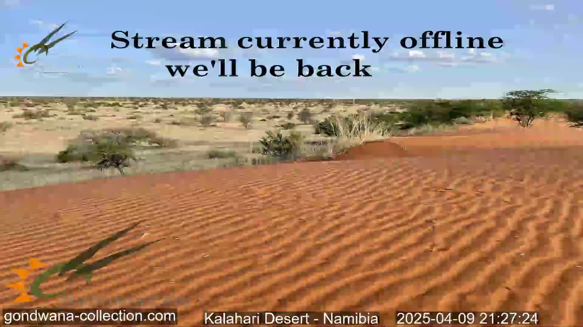 Under a clear blue sky, reddish-orange sand dunes ripple across a desert landscape dotted with sparse, low-lying vegetation.