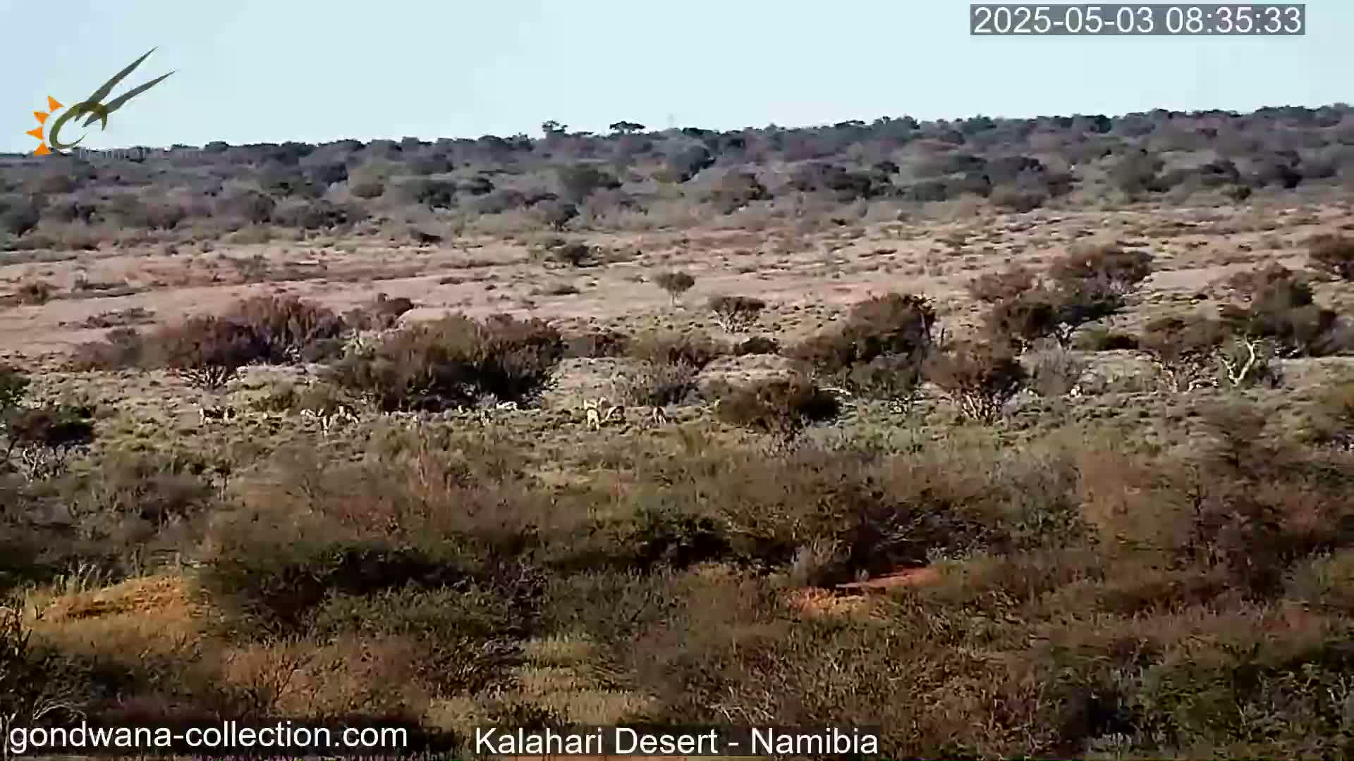 A herd of animals grazes in a dry, sparsely vegetated landscape under a clear sky.