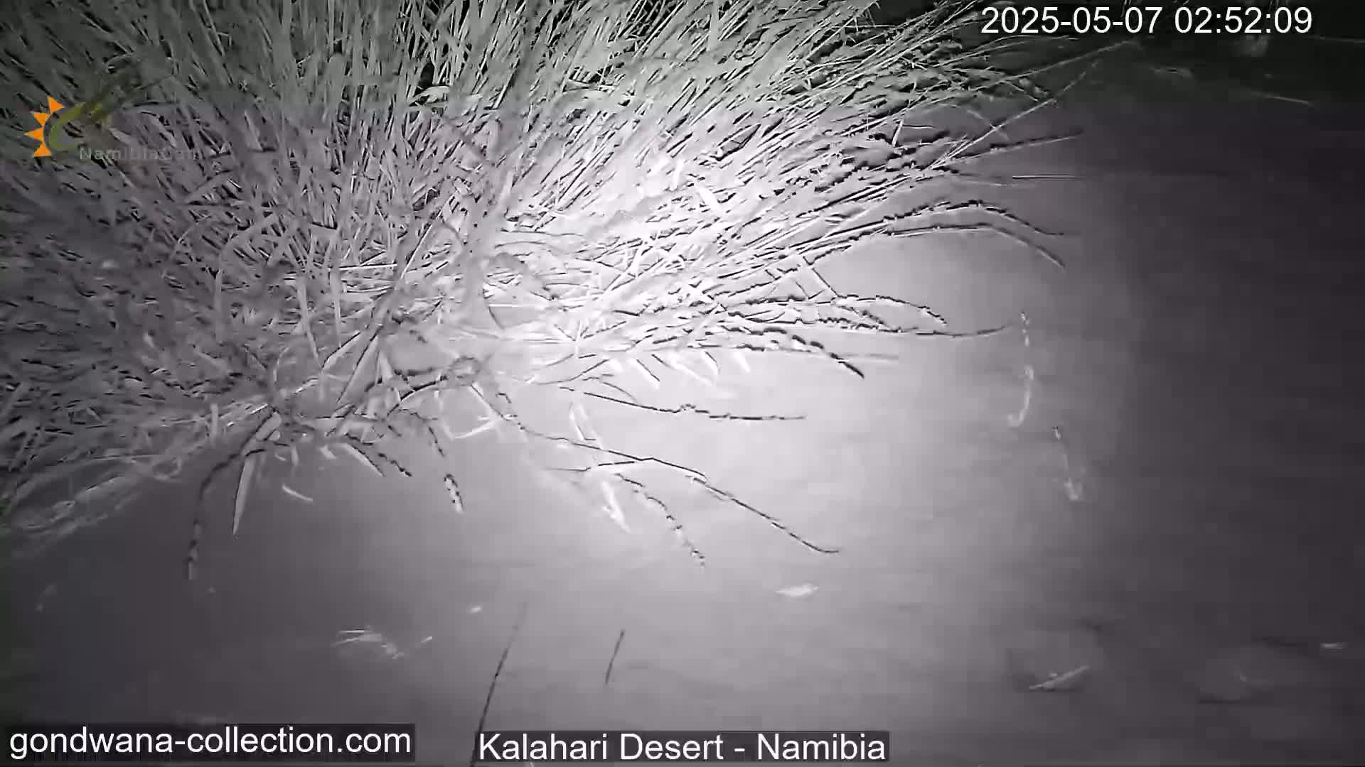 A nighttime, grainy, black-and-white image shows tall grasses in the Kalahari Desert.