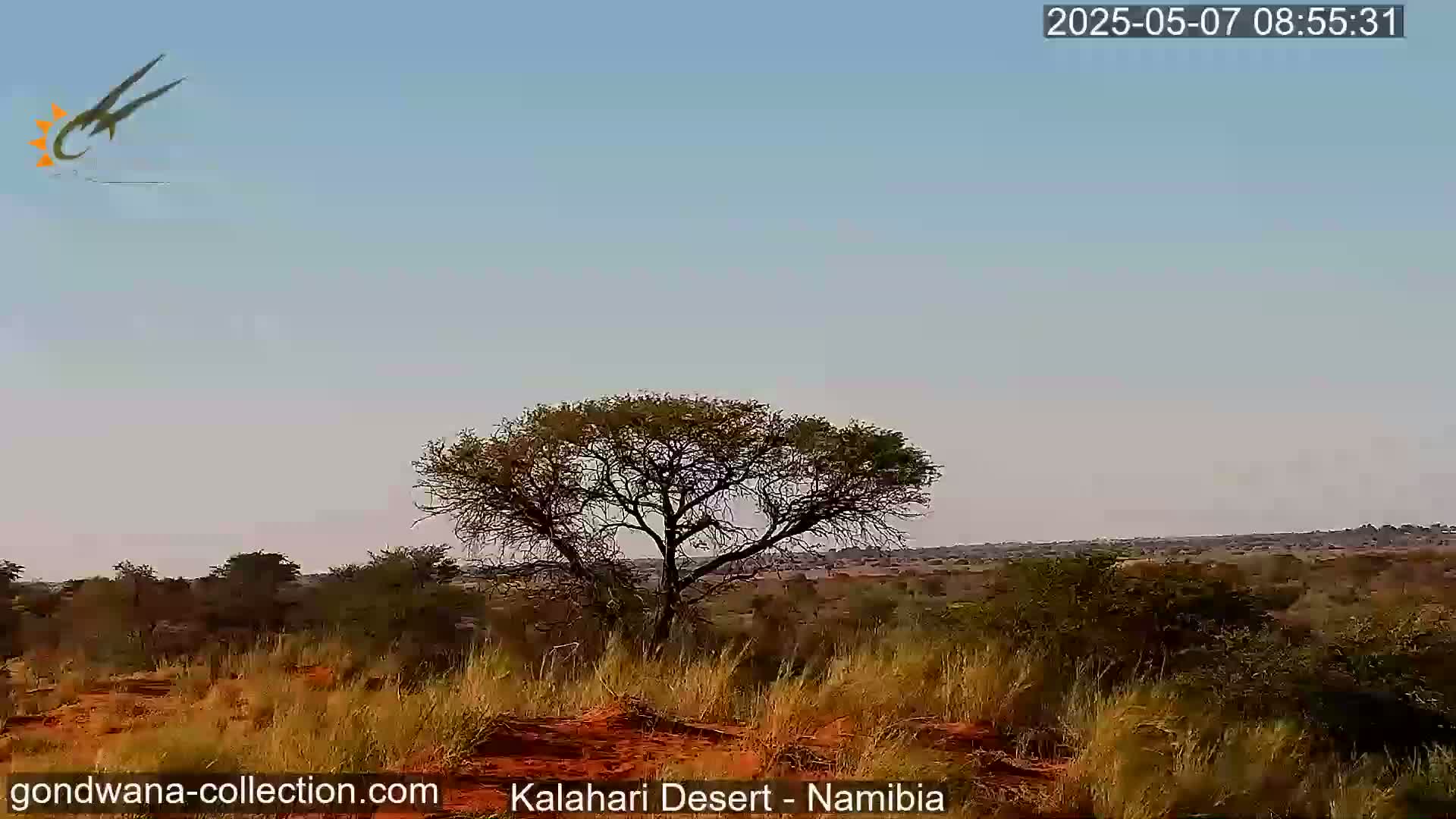 A single acacia tree stands prominently in the foreground of a dry, scrubby landscape under a clear, light-blue sky.