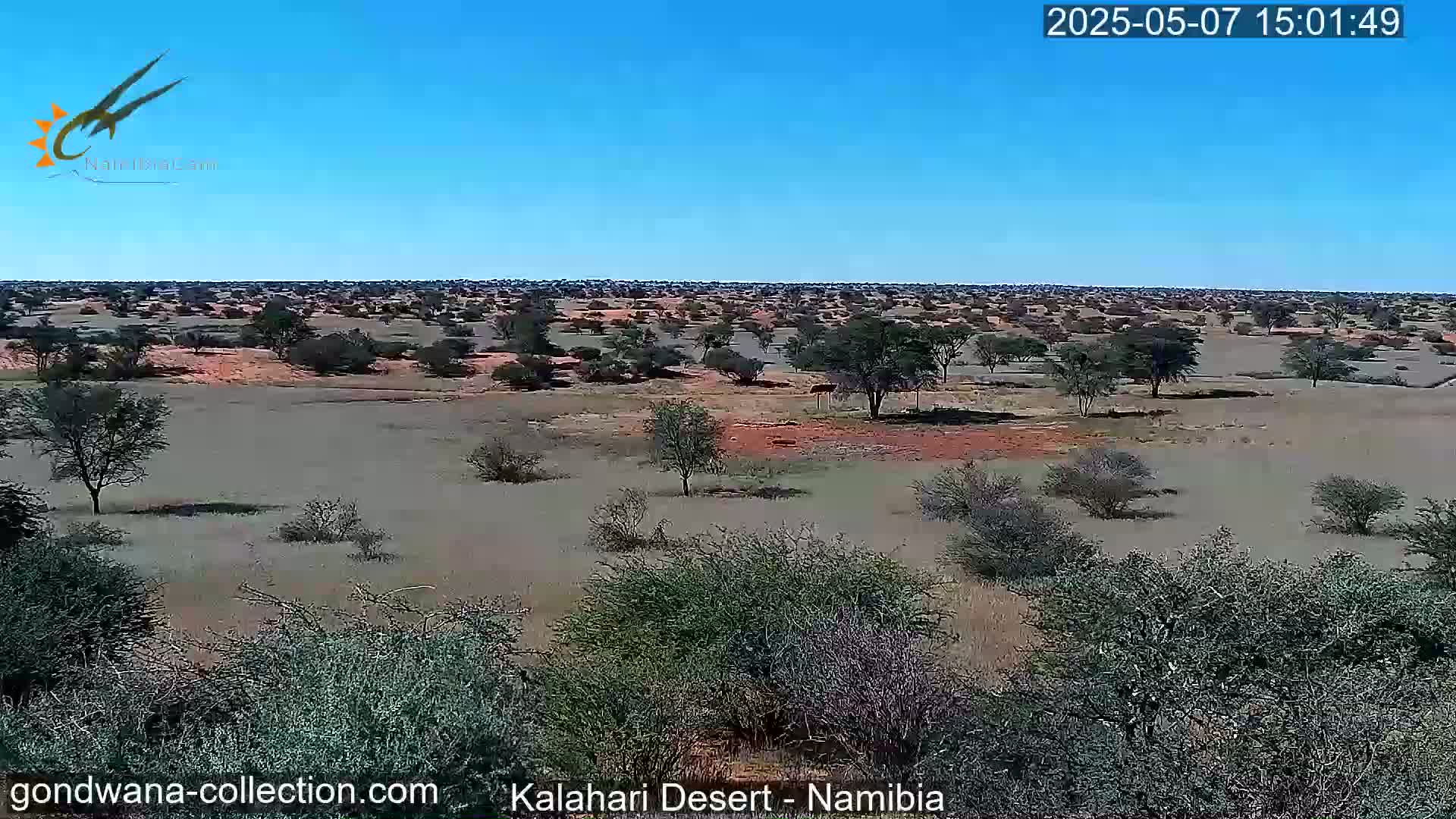 A flat, arid landscape under a clear blue sky is sparsely dotted with low-lying shrubs and acacia trees.