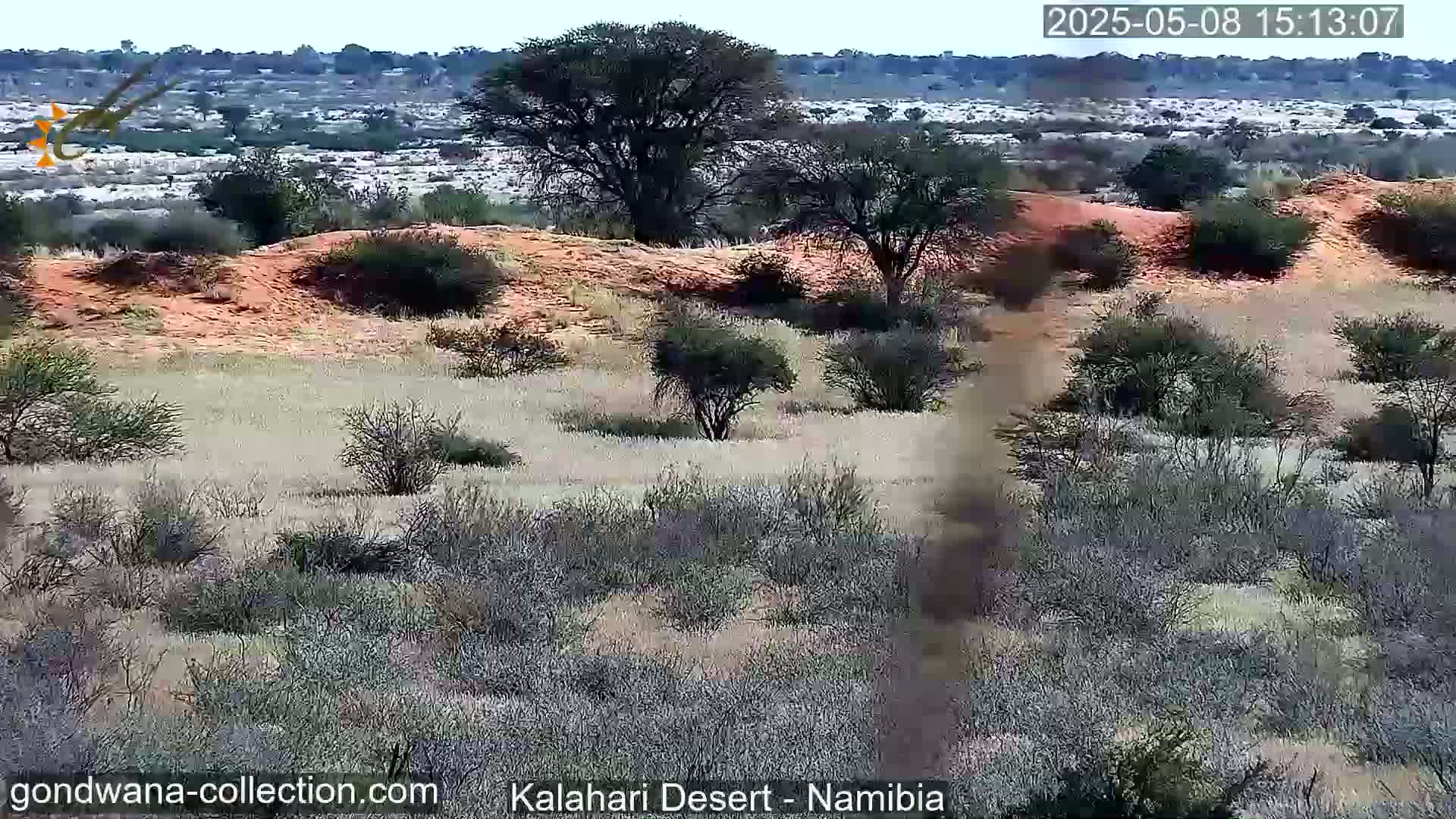 A dry, sunny landscape shows sparse desert vegetation, reddish-orange sand dunes, and a few scattered trees.