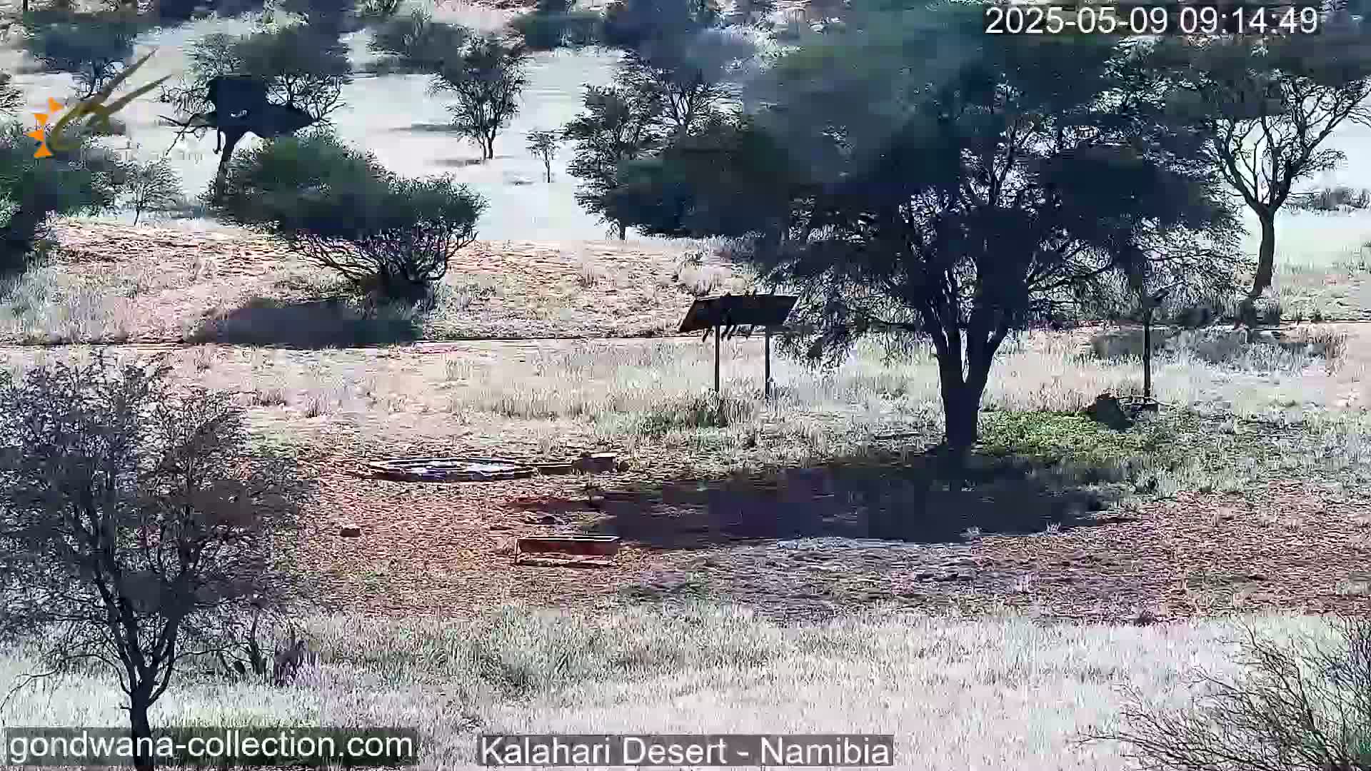 A sunny, arid landscape features sparse, low-lying vegetation, several trees, and a simple wooden structure.