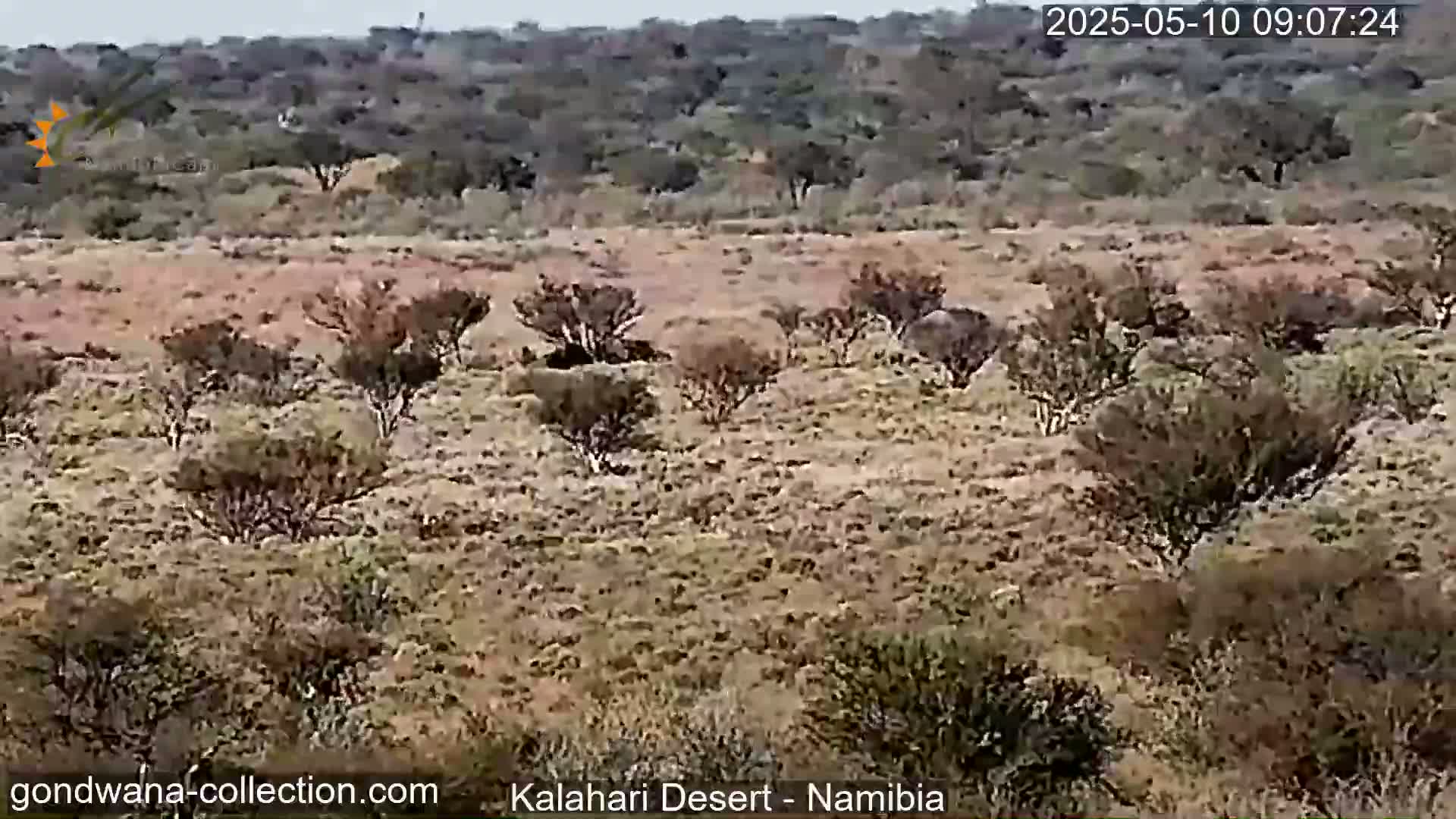 A mostly sunny, arid landscape of sparse, low-lying shrubs and bushes stretches across a flat, dry plain.