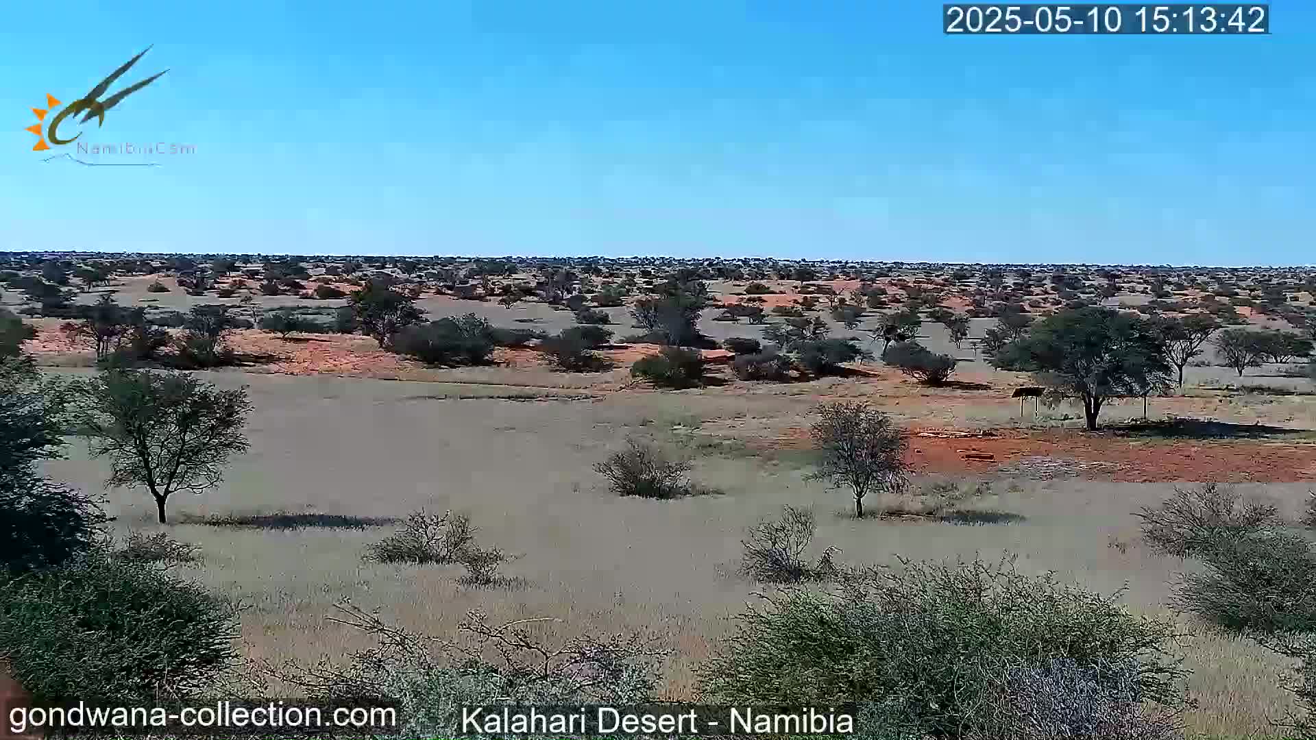 A vast, flat desert landscape under a clear blue sky is sparsely dotted with small, scrubby trees and shrubs.