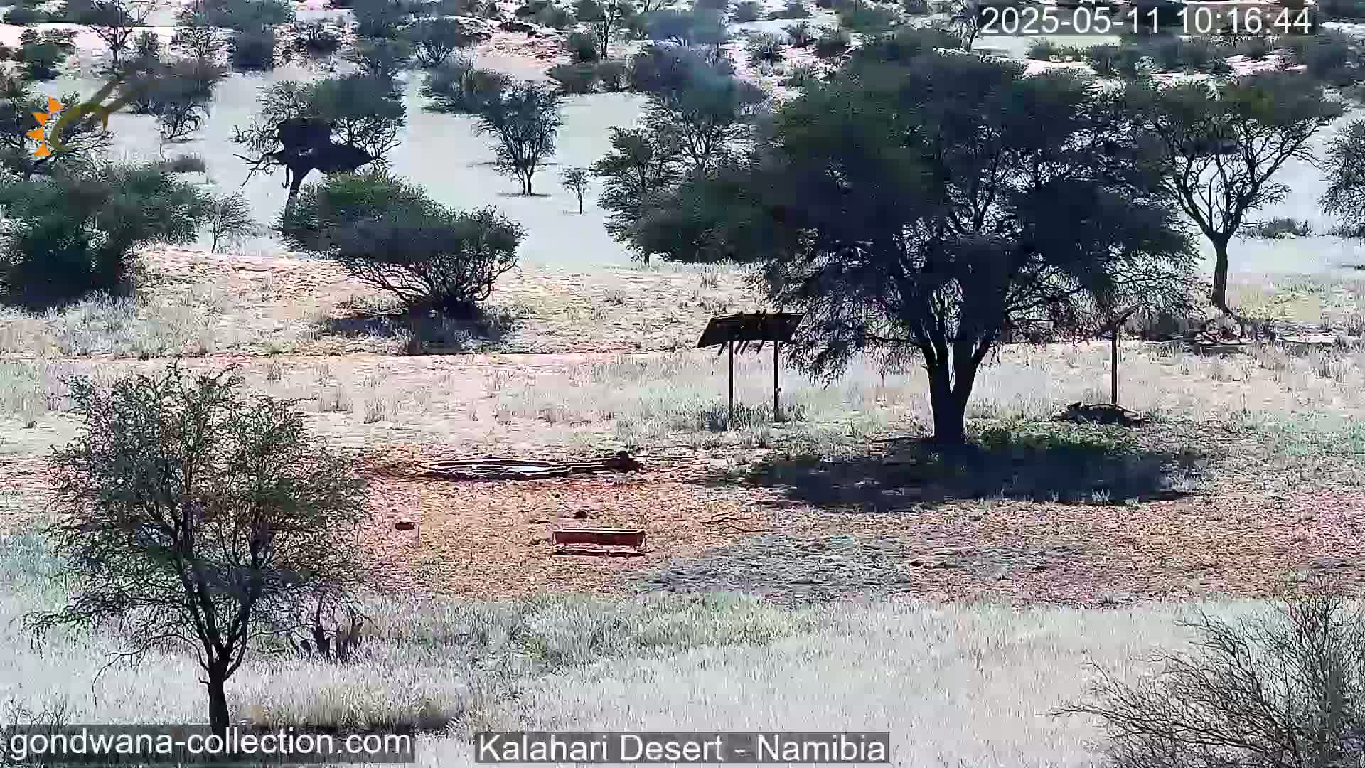 A dry, sparse landscape with scattered shrubs and trees under a bright sky shows a watering hole and a simple feeding trough near a large tree, with a dark animal visible in the distance.