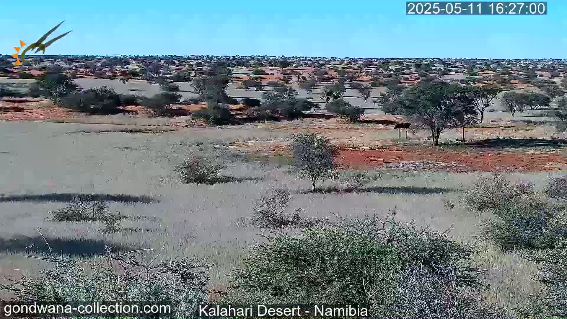 A wide, flat expanse of dry, light-brown grass and scattered shrubs and trees stretches across a reddish-brown landscape under a clear blue sky.
