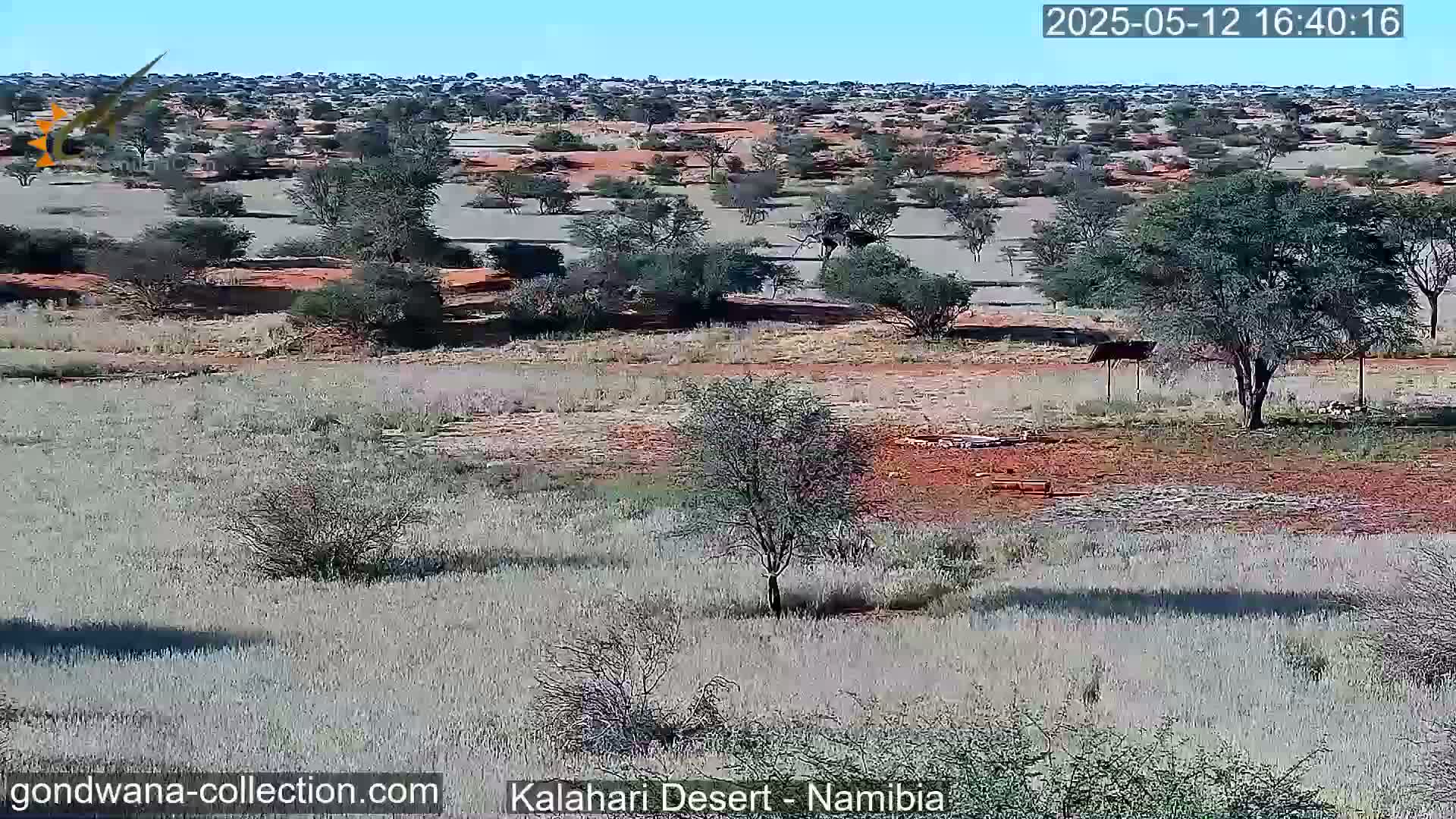 A wide, arid landscape under a clear blue sky shows sparse, dry vegetation and scattered acacia trees, with patches of reddish-brown earth visible.