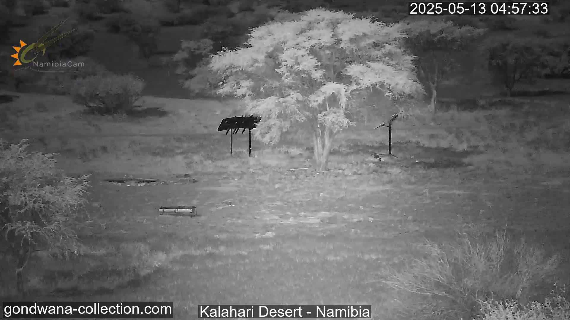 Natural Life in the Kalahari Desert (Gondwana Kalahari Park)  Live Cam - Mariental, Hardap, Namibia