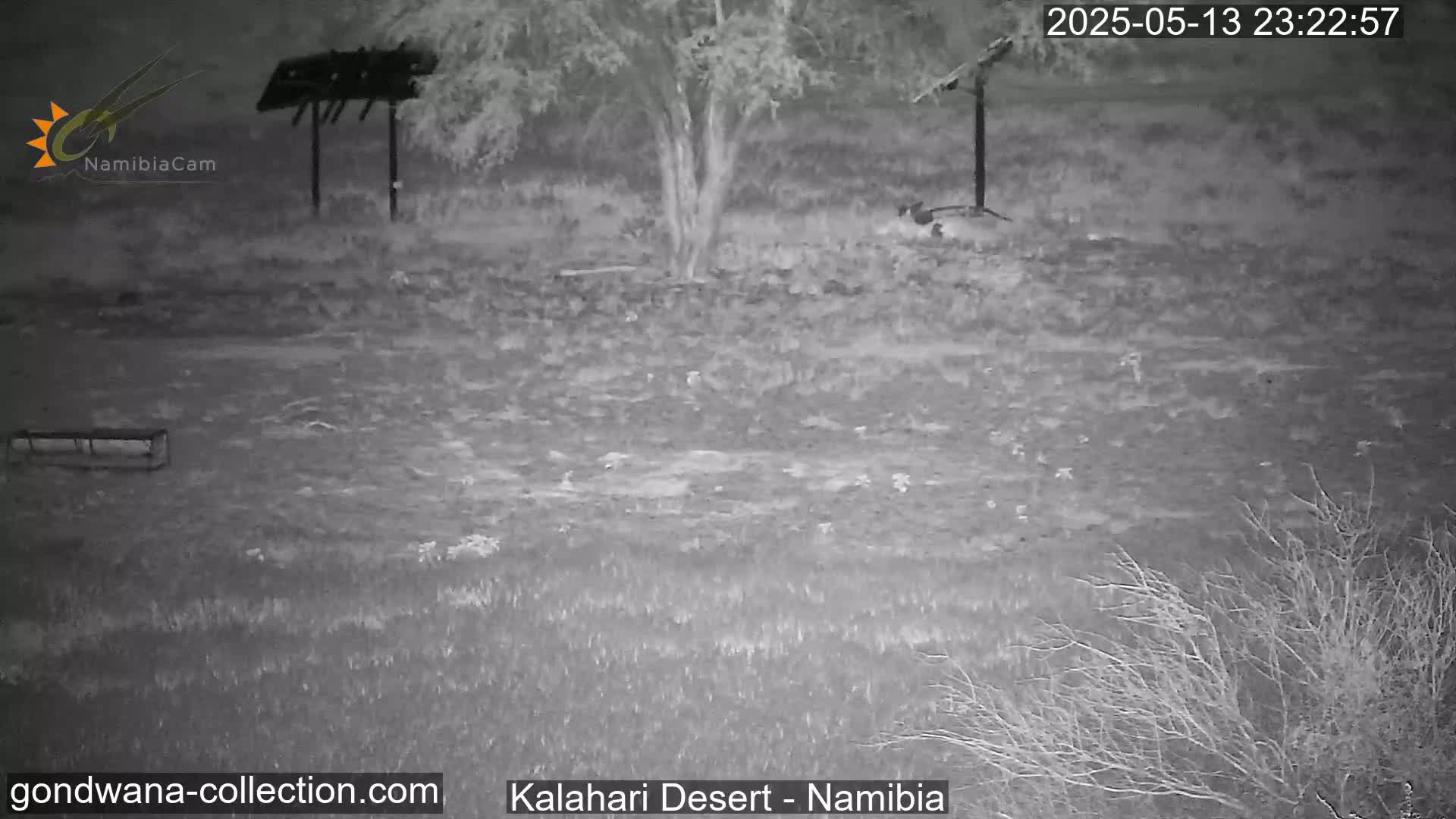 Natural Life in the Kalahari Desert (Gondwana Kalahari Park)  Live Cam - Mariental, Hardap, Namibia
