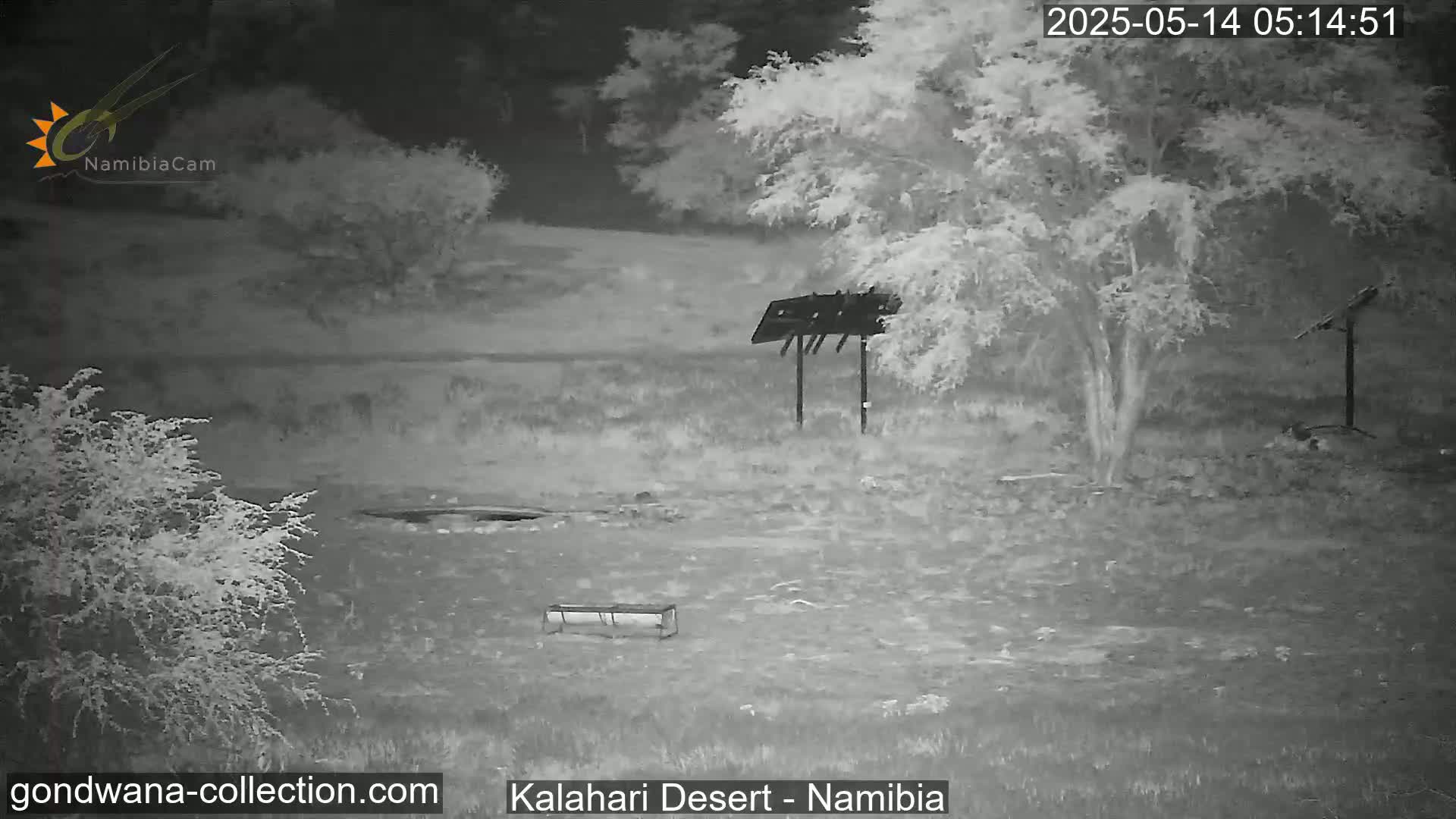 Natural Life in the Kalahari Desert (Gondwana Kalahari Park)  Live Cam - Mariental, Hardap, Namibia