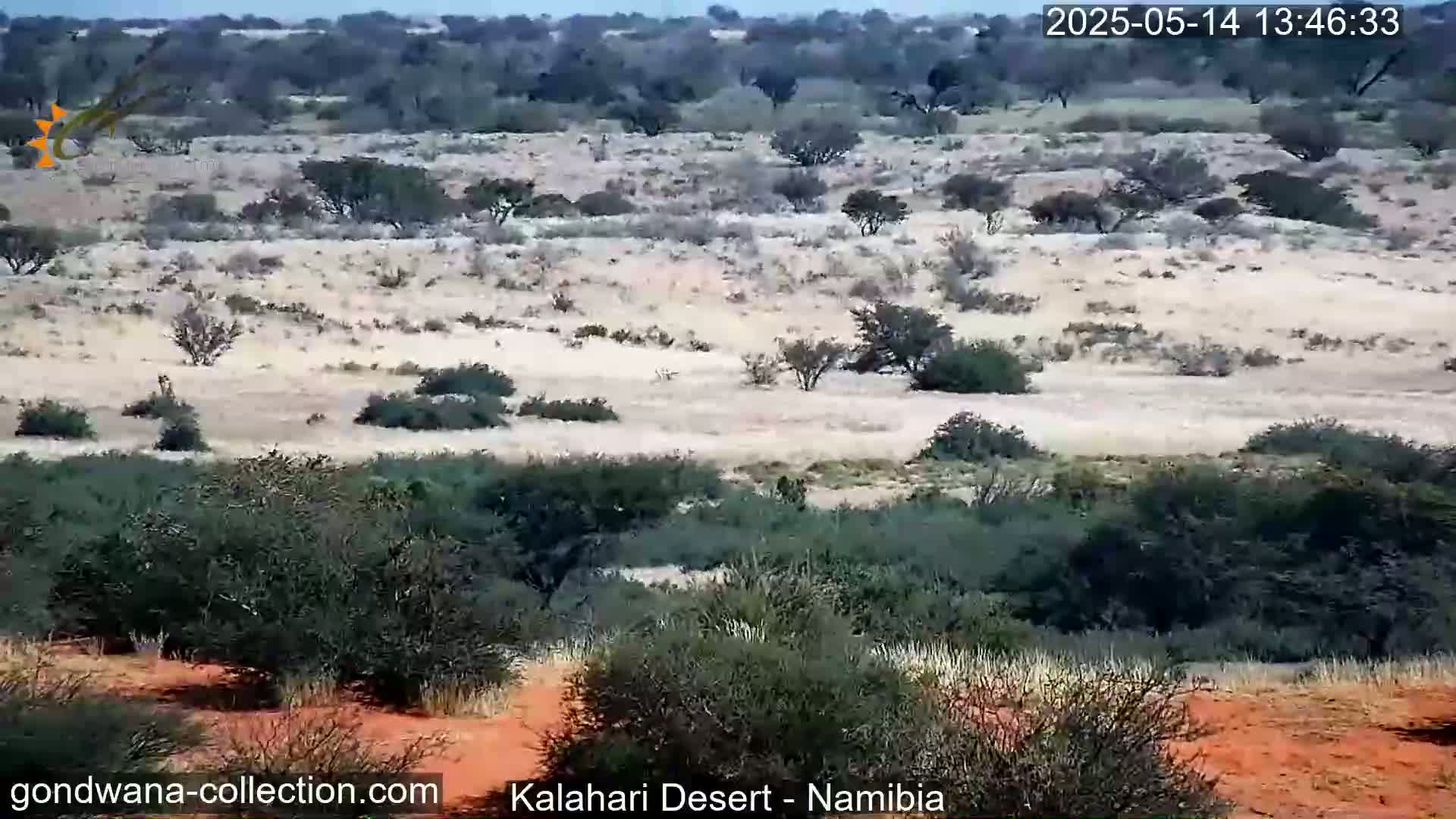 A wide shot shows a dry, sandy landscape with sparse, low-lying vegetation and scattered shrubs under a clear sky.