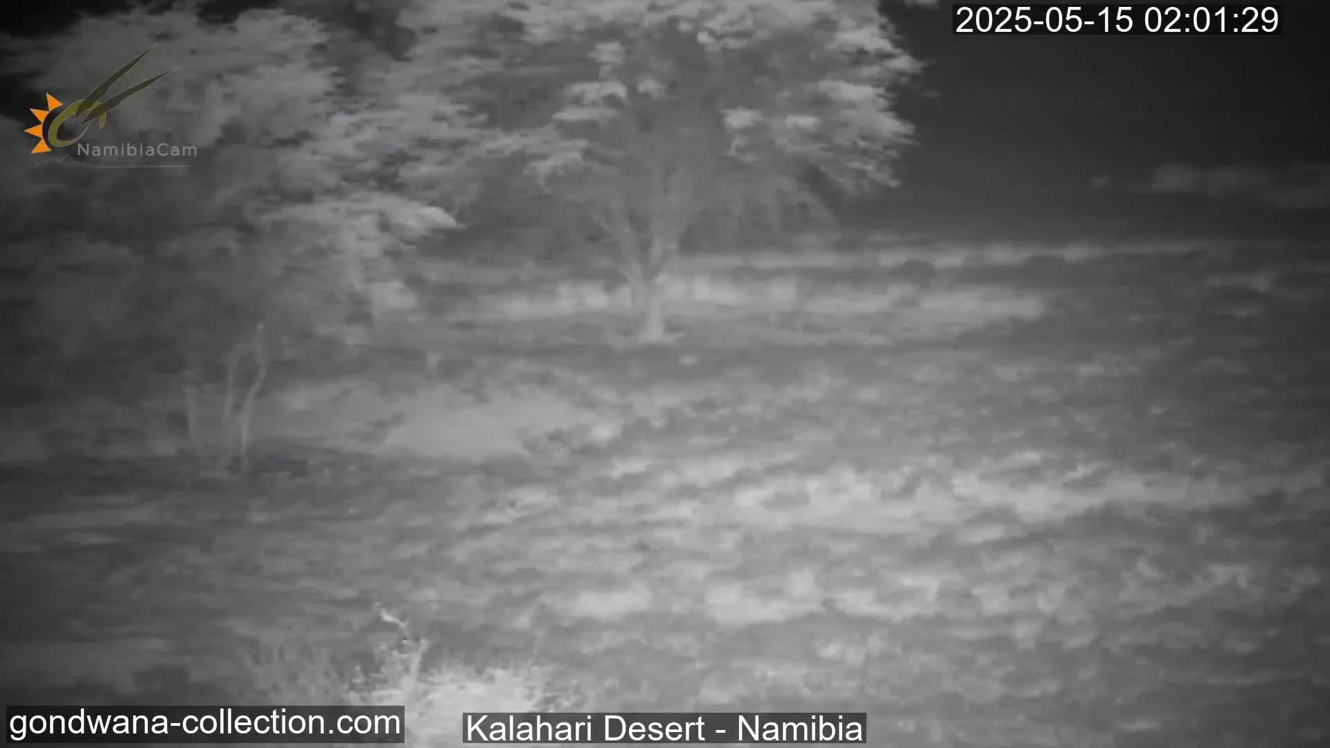 Natural Life in the Kalahari Desert (Gondwana Kalahari Park)  Live Cam - Mariental, Hardap, Namibia