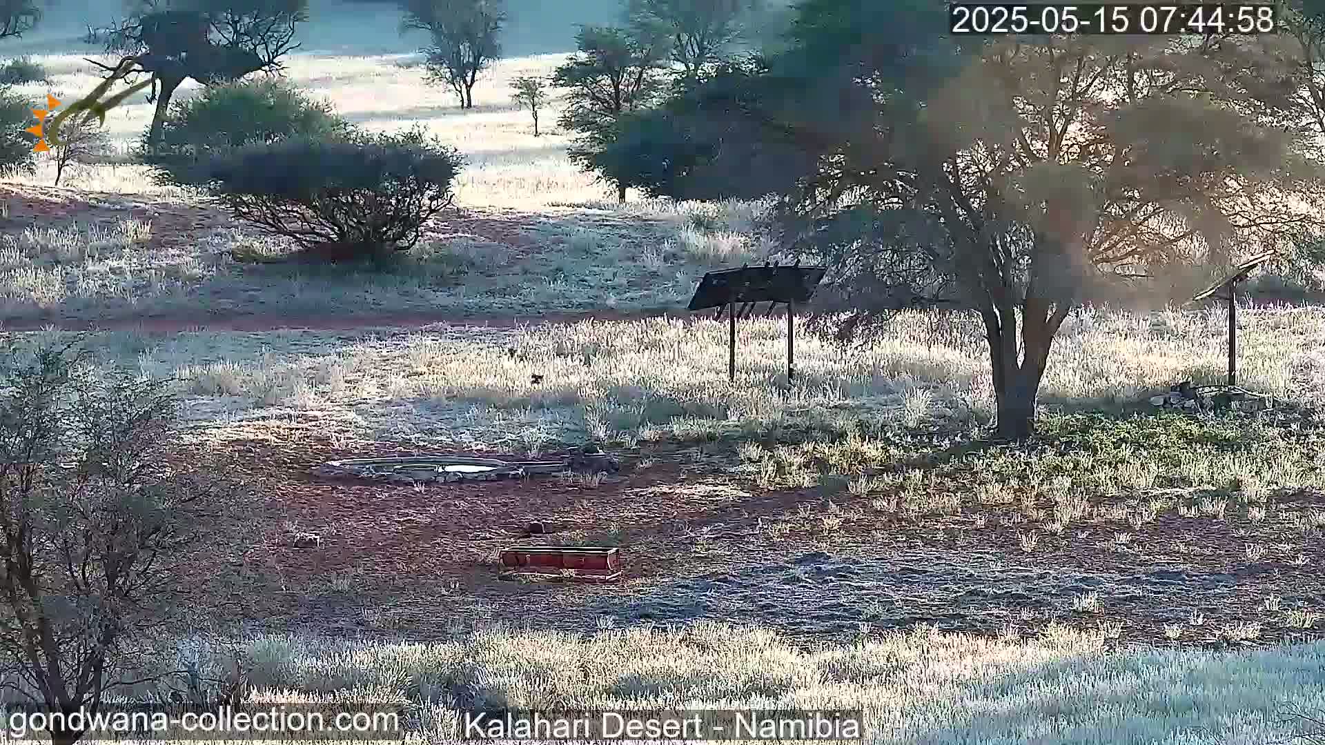 Natural Life in the Kalahari Desert (Gondwana Kalahari Park)  Live Cam - Mariental, Hardap, Namibia