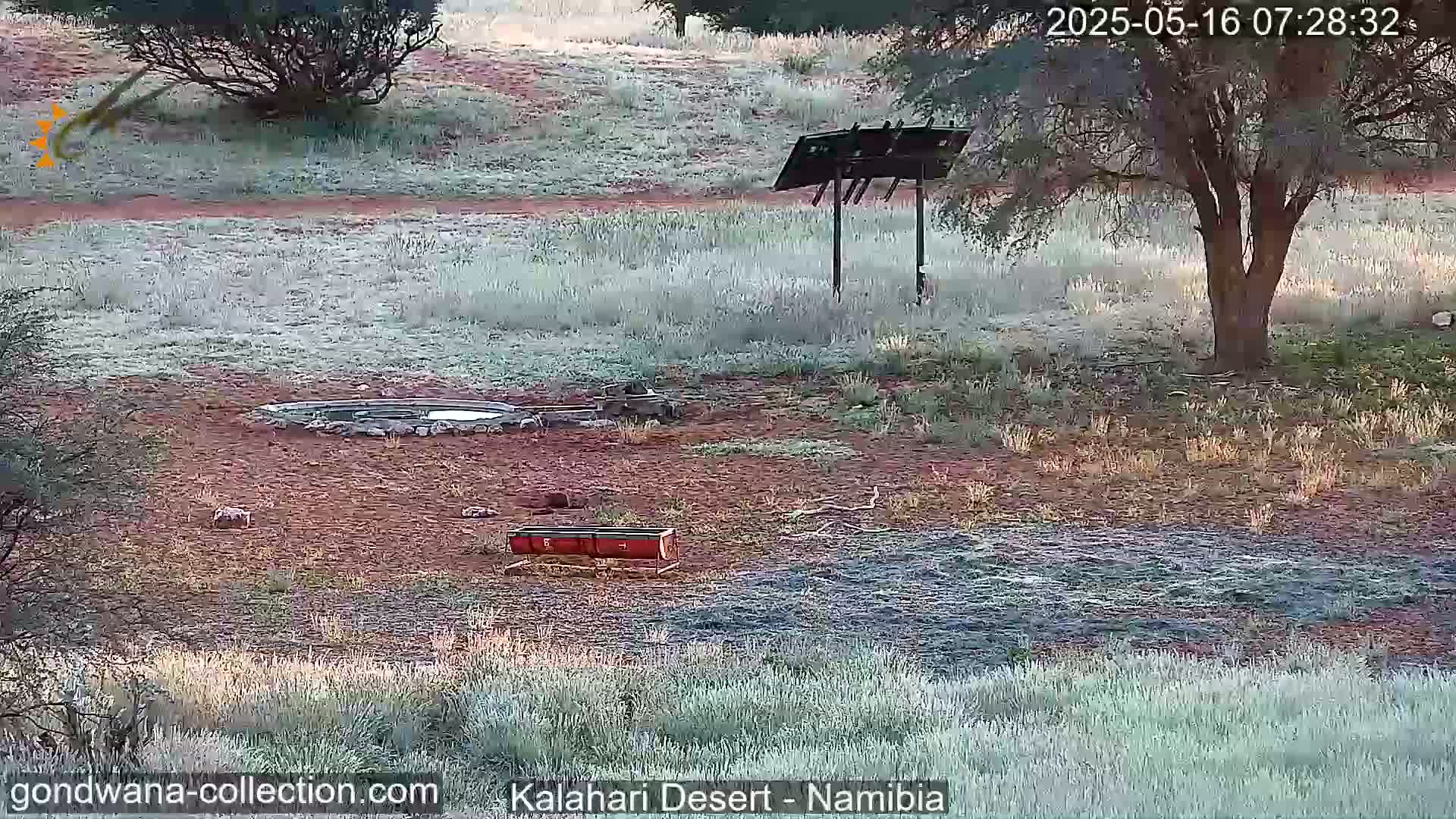 Natural Life in the Kalahari Desert (Gondwana Kalahari Park)  Live Cam - Mariental, Hardap, Namibia