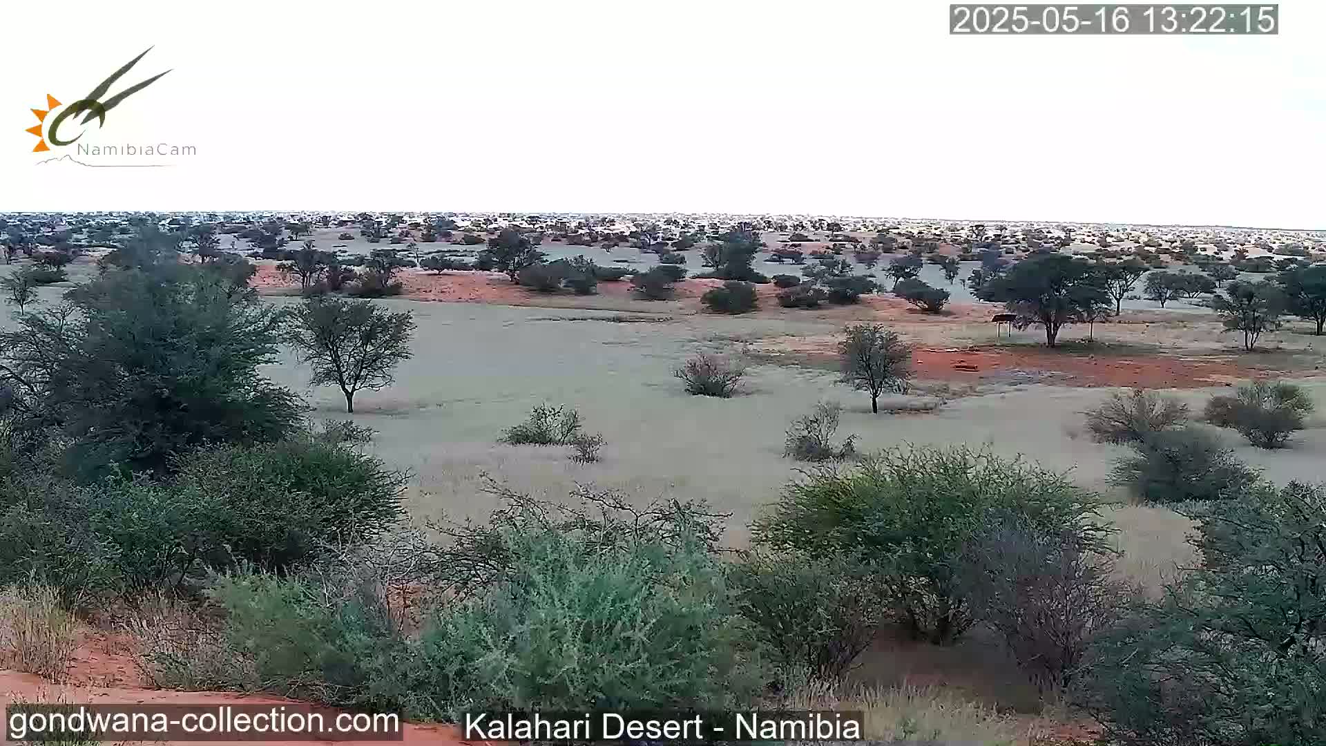 A flat, arid landscape with scattered shrubs and trees under an overcast sky.