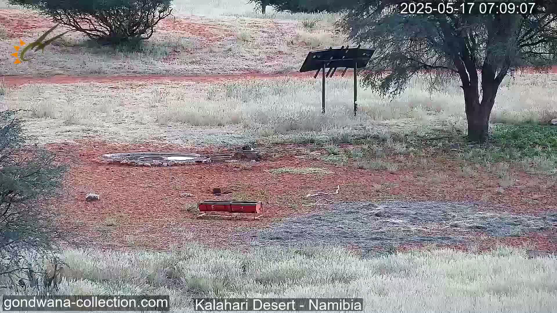 Natural Life in the Kalahari Desert (Gondwana Kalahari Park)  Live Cam - Mariental, Hardap, Namibia