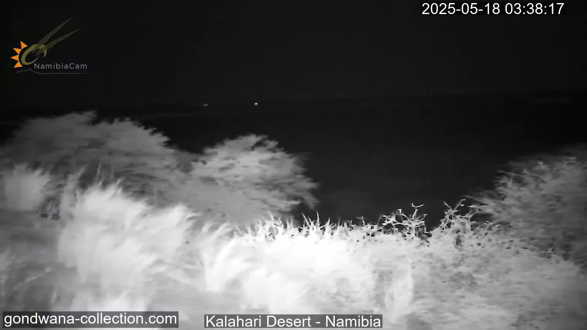 Natural Life in the Kalahari Desert (Gondwana Kalahari Park)  Live Cam - Mariental, Hardap, Namibia