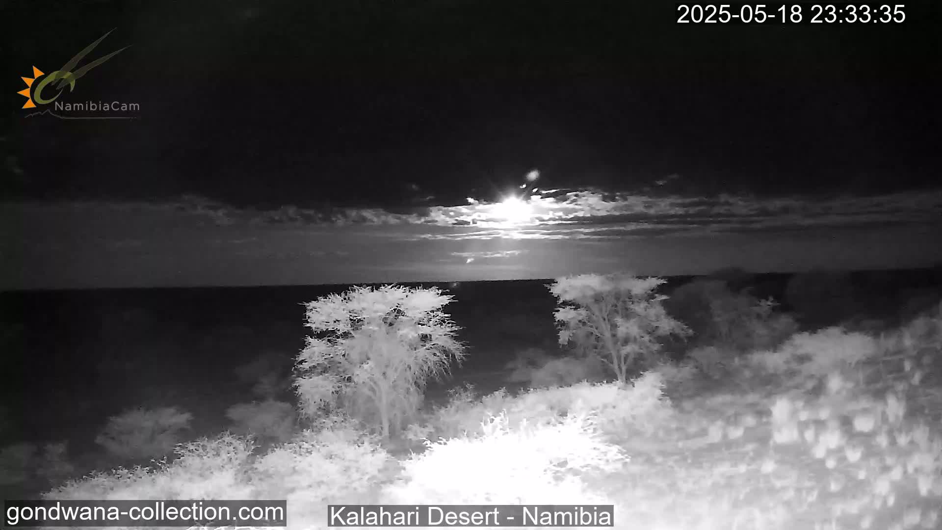 Natural Life in the Kalahari Desert (Gondwana Kalahari Park)  Live Cam - Mariental, Hardap, Namibia