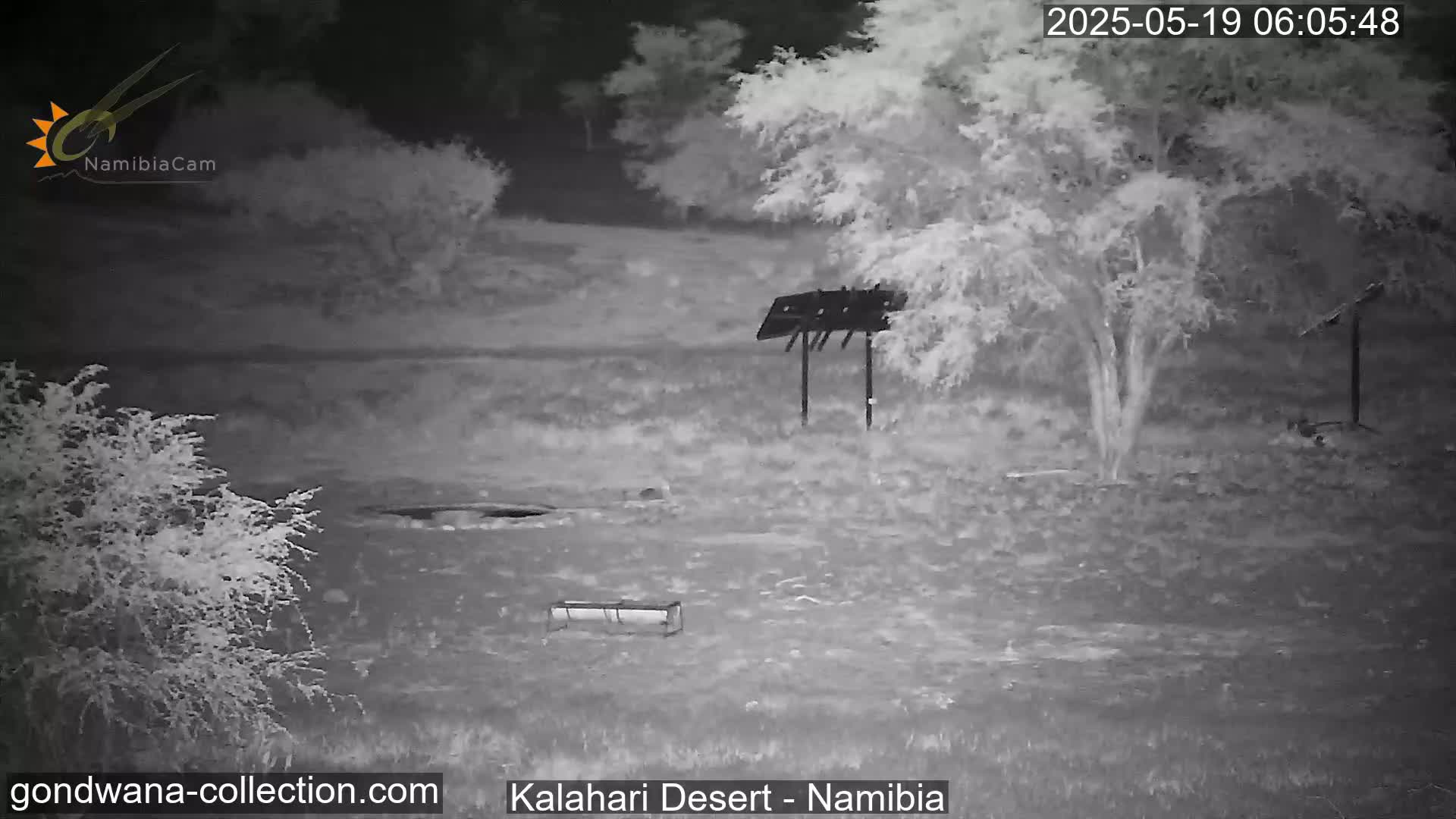 Natural Life in the Kalahari Desert (Gondwana Kalahari Park)  Live Cam - Mariental, Hardap, Namibia