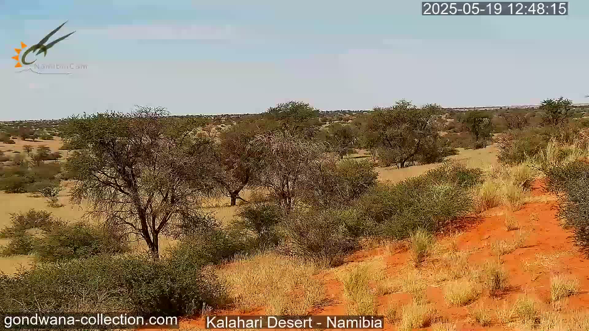 A mostly sunny day in the Kalahari Desert reveals a landscape of sparse, dry vegetation, reddish sand, and scattered acacia trees.