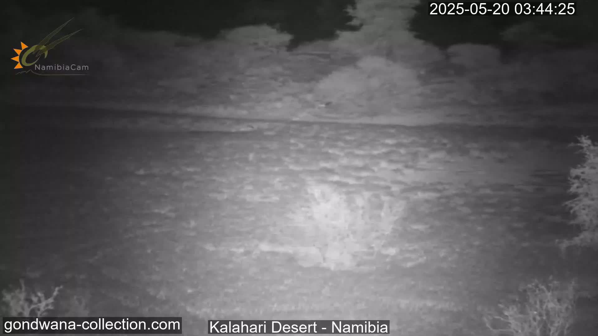 A nighttime, low-light infrared image shows a sparsely vegetated desert landscape.