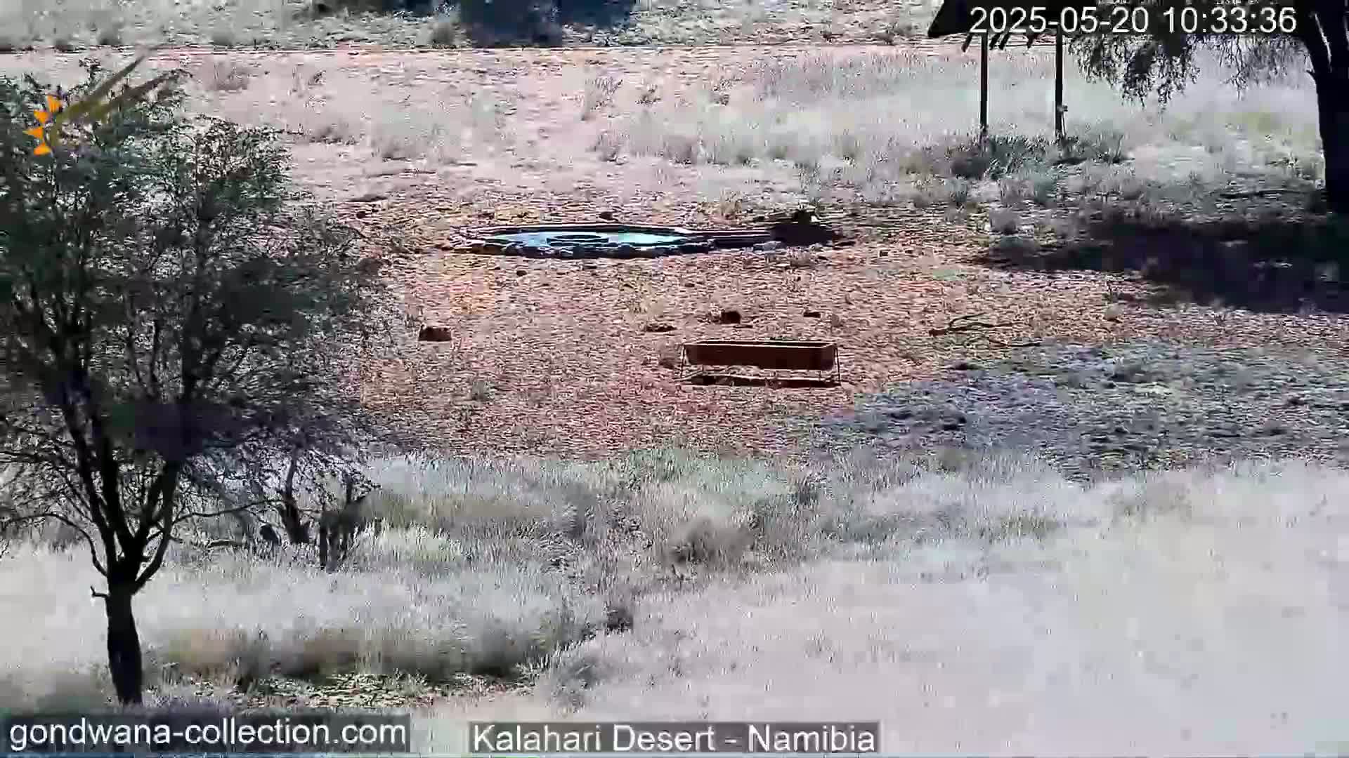 A small pool of water is surrounded by dry, sparse vegetation under a sunny sky in a desert landscape.