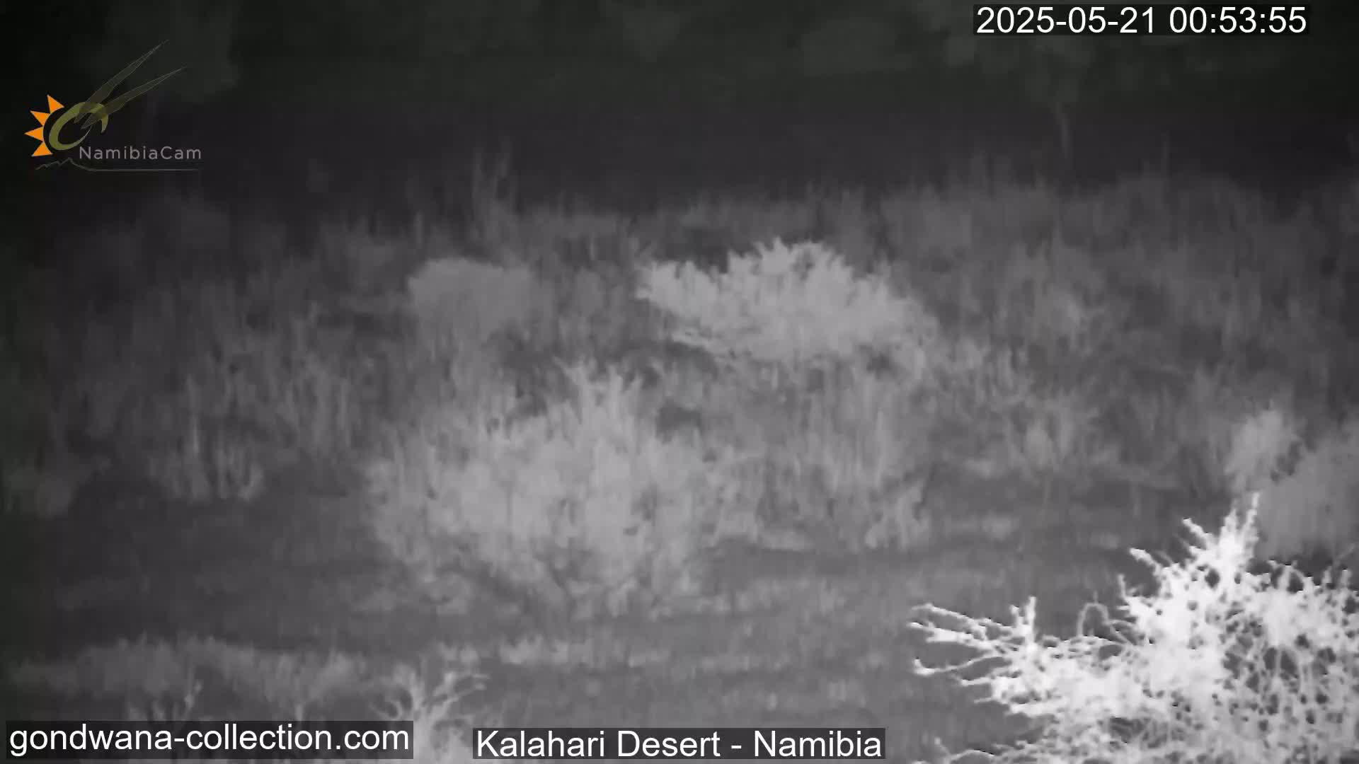 Natural Life in the Kalahari Desert (Gondwana Kalahari Park)  Live Cam - Mariental, Hardap, Namibia