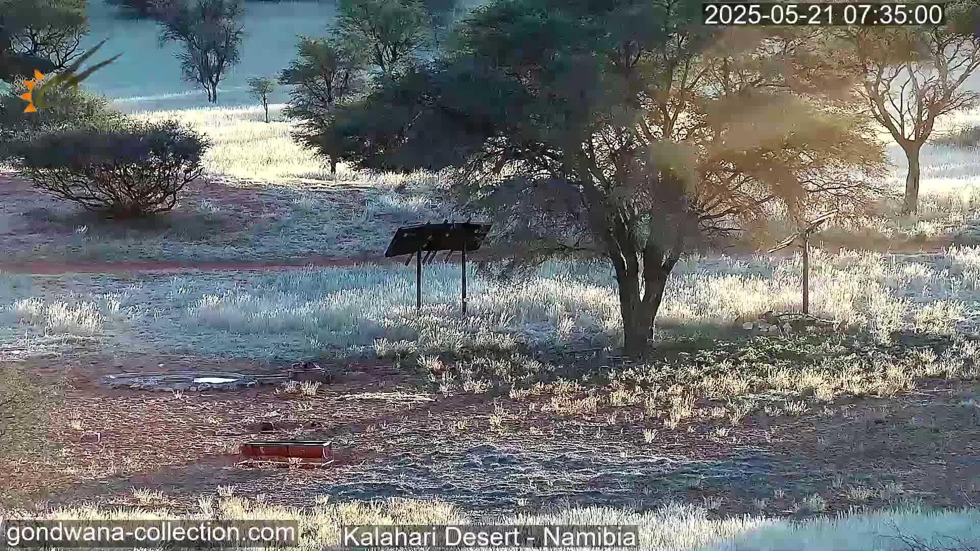 Natural Life in the Kalahari Desert (Gondwana Kalahari Park)  Live Cam - Mariental, Hardap, Namibia