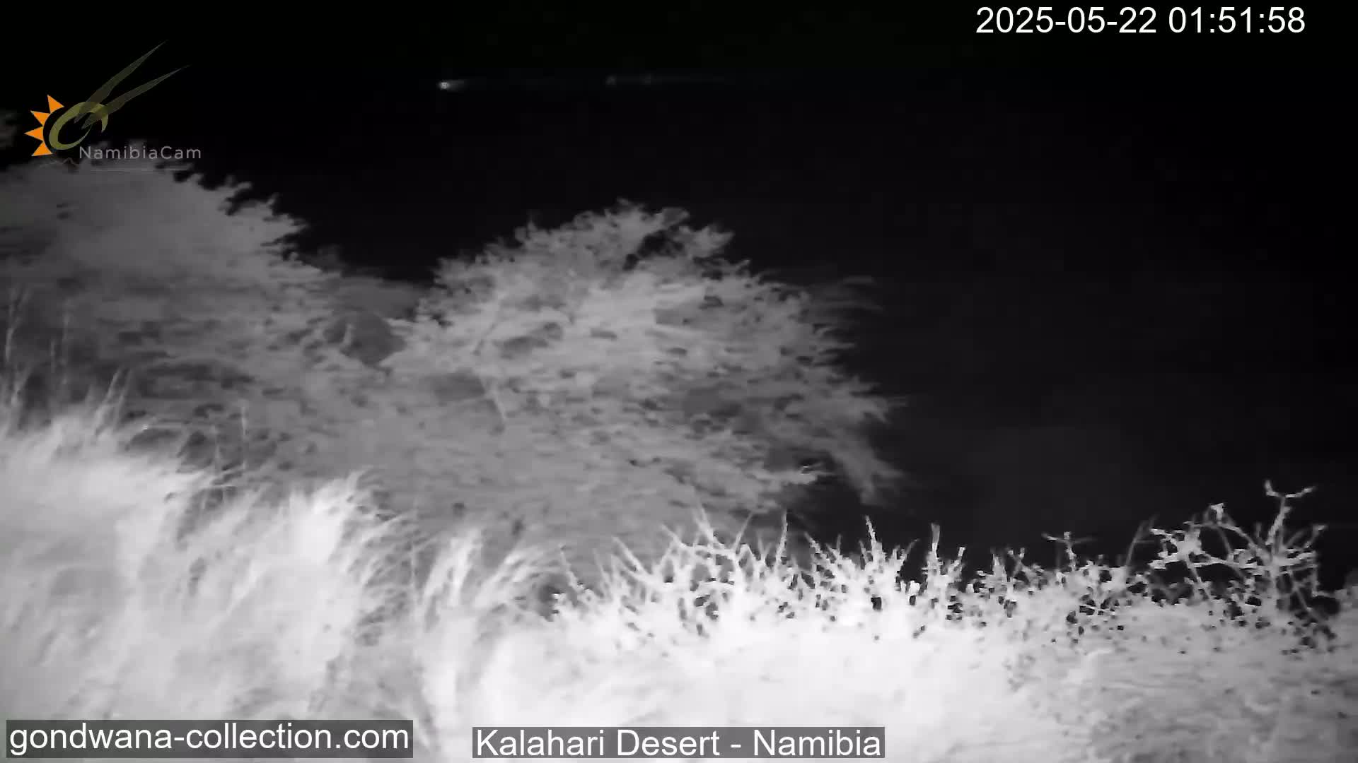 A nighttime, grayscale image shows tall grasses and shrubs under a clear, dark sky.