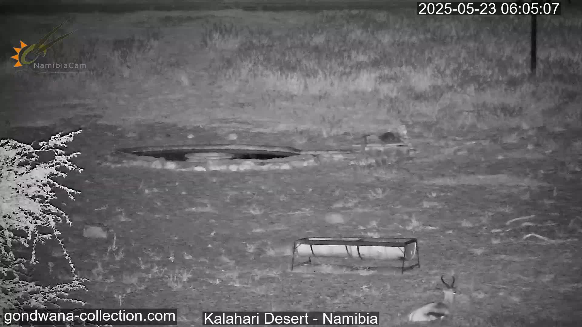 Natural Life in the Kalahari Desert (Gondwana Kalahari Park)  Live Cam - Mariental, Hardap, Namibia