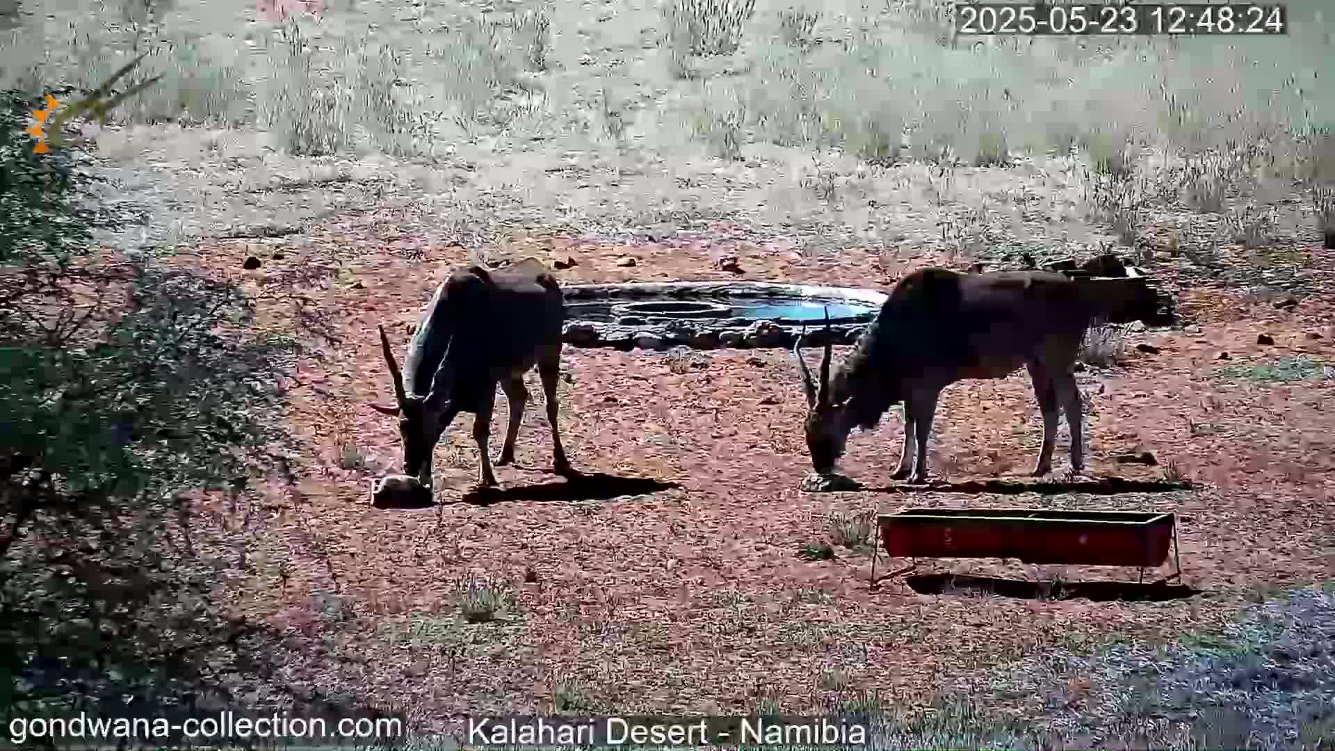 Two large dark-colored antelope are drinking from a waterhole in a dry, sunny desert landscape.