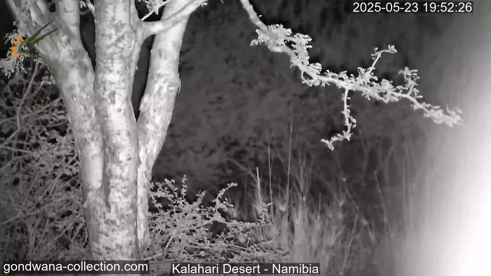 A nighttime, grayscale image shows a tree trunk and branches, surrounded by low desert vegetation.