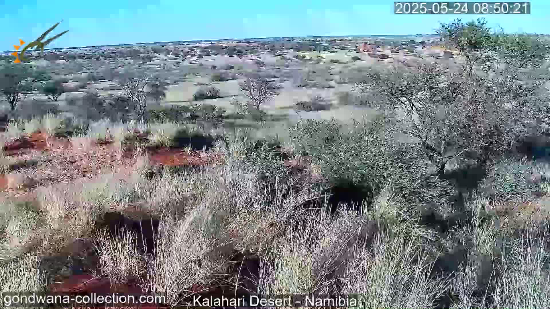 Natural Life in the Kalahari Desert (Gondwana Kalahari Park)  Live Cam - Mariental, Hardap, Namibia