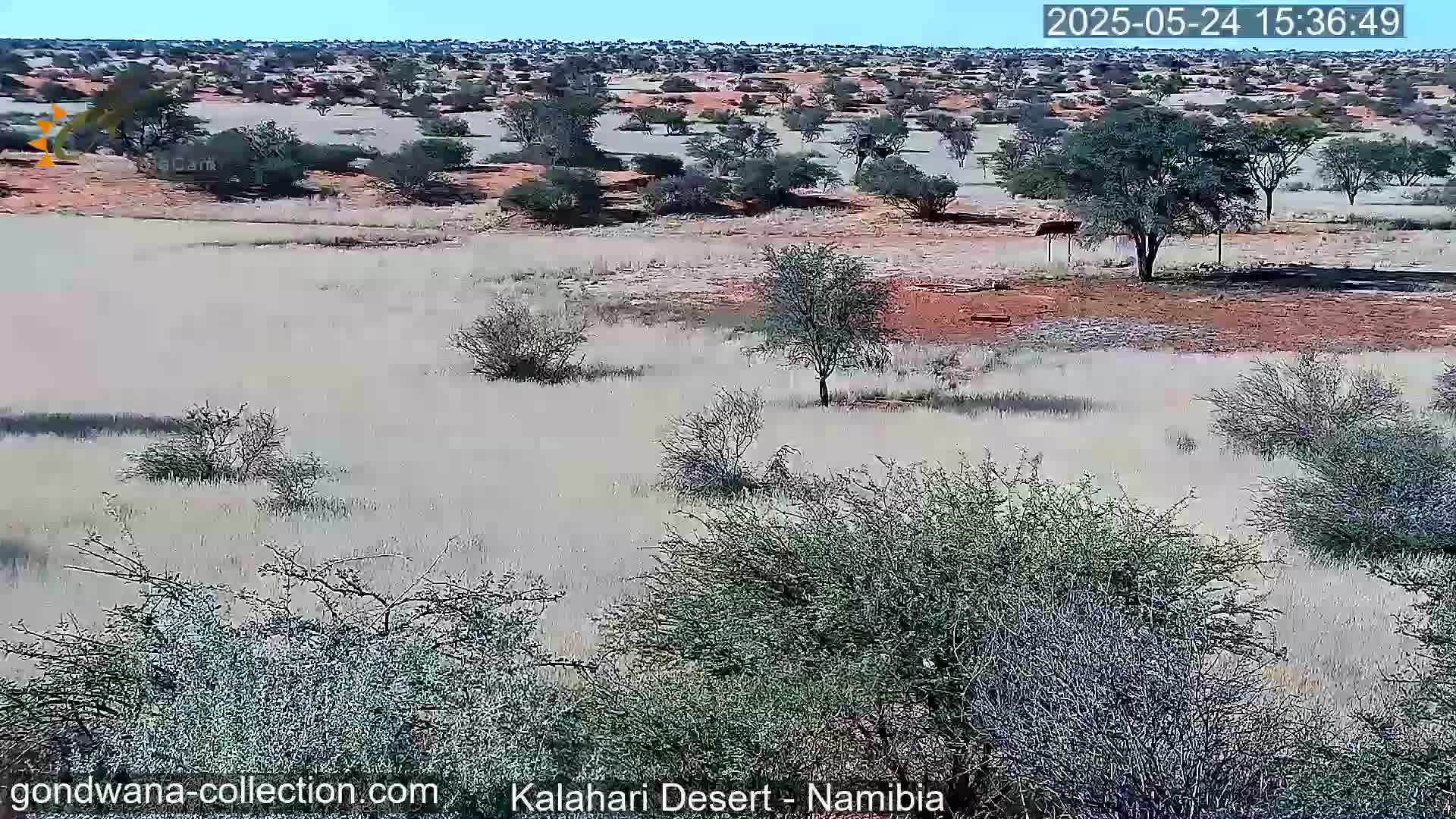 A wide, dry, grassy plain dotted with sparse, low-lying shrubs and small trees under a clear, sunny sky.