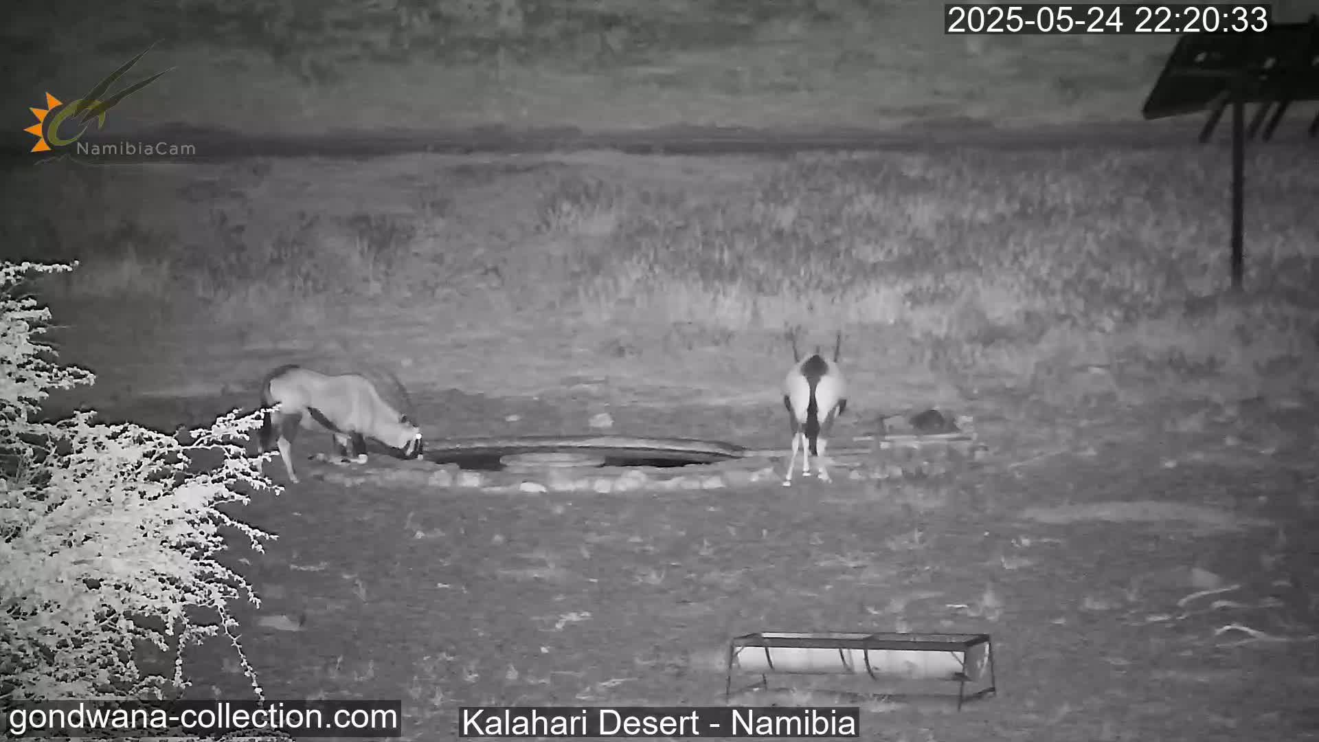 Natural Life in the Kalahari Desert (Gondwana Kalahari Park)  Live Cam - Mariental, Hardap, Namibia