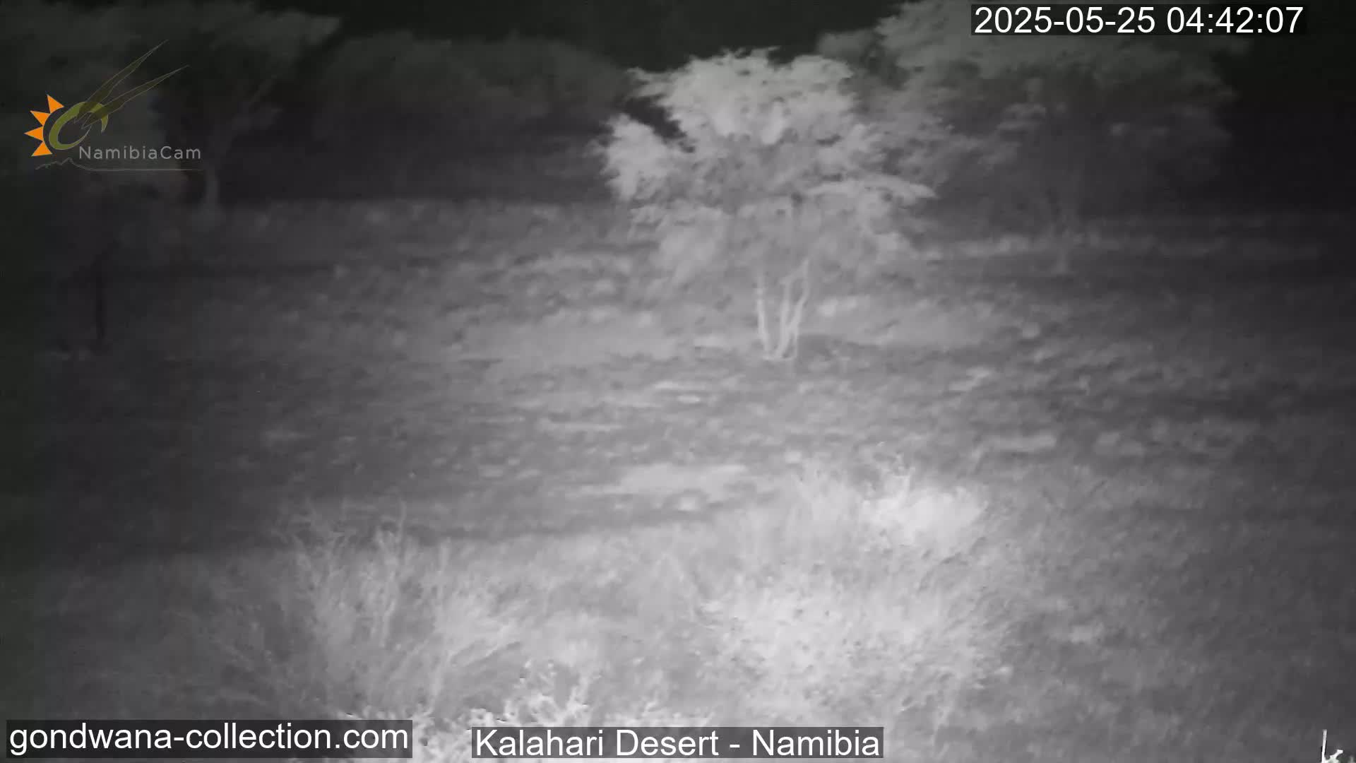 Natural Life in the Kalahari Desert (Gondwana Kalahari Park)  Live Cam - Mariental, Hardap, Namibia