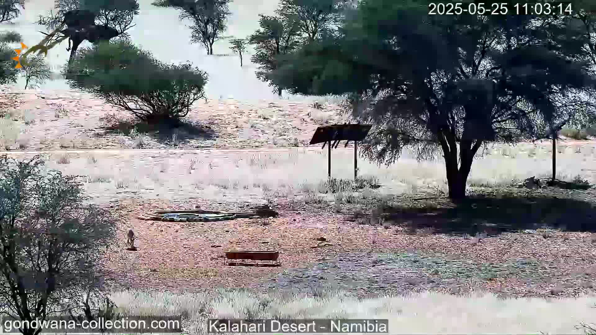 A dry, dusty landscape with sparse shrubs and trees, a small animal near a waterhole, and a bird in flight.