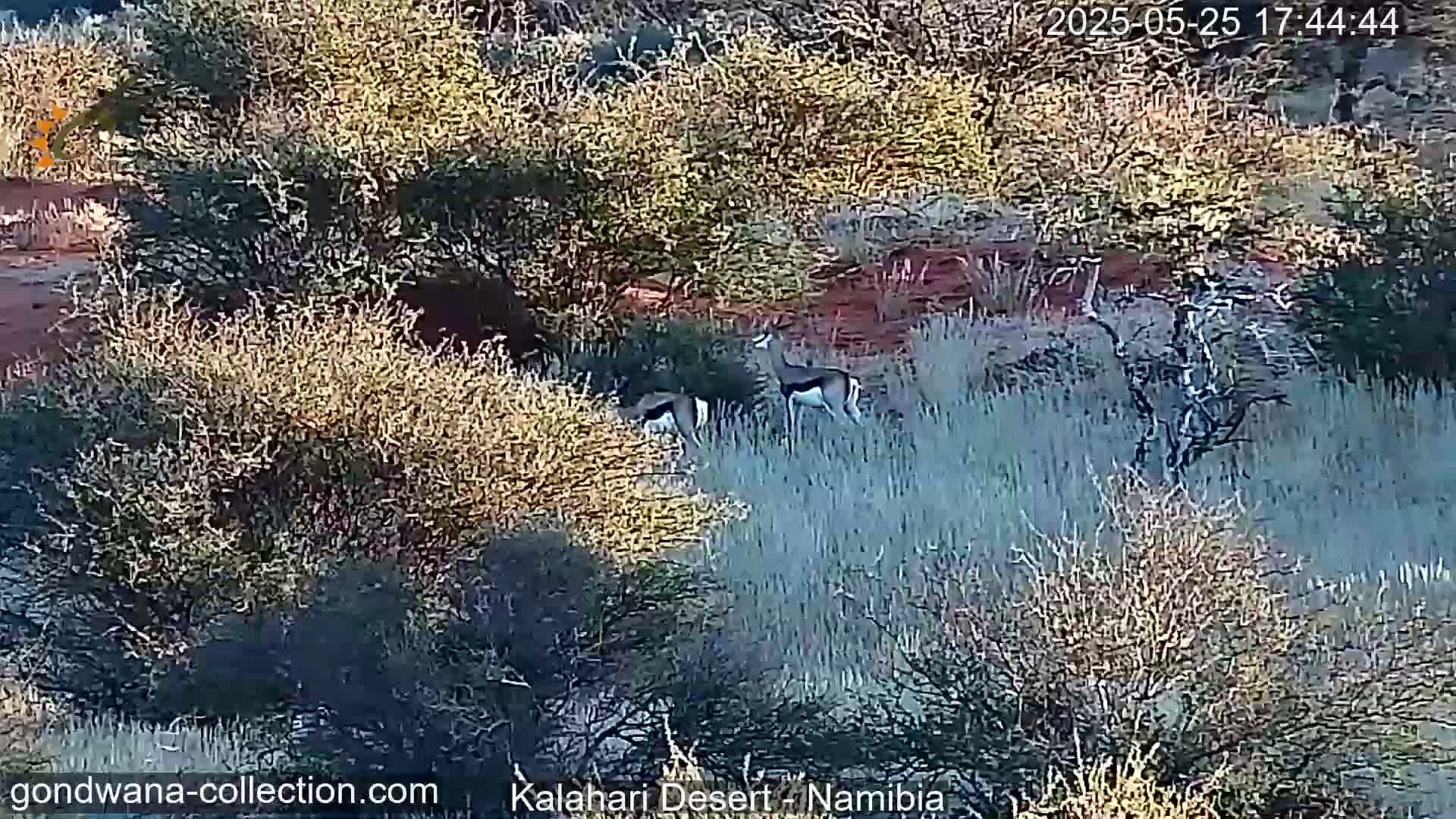 Two springboks stand in tall, dry grass amidst low shrubs and trees under a bright, sunny sky.