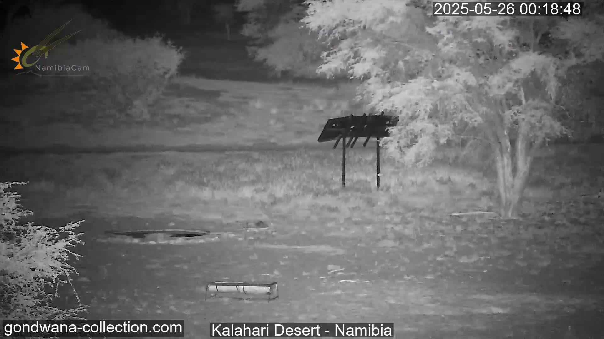 Natural Life in the Kalahari Desert (Gondwana Kalahari Park)  Live Cam - Mariental, Hardap, Namibia