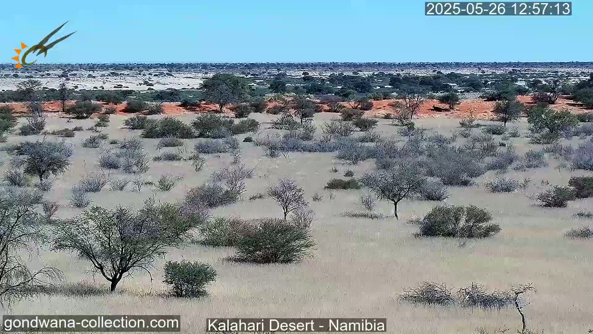 A vast, flat expanse of sparse, dry, scrubby vegetation under a clear blue sky stretches across a desert landscape.