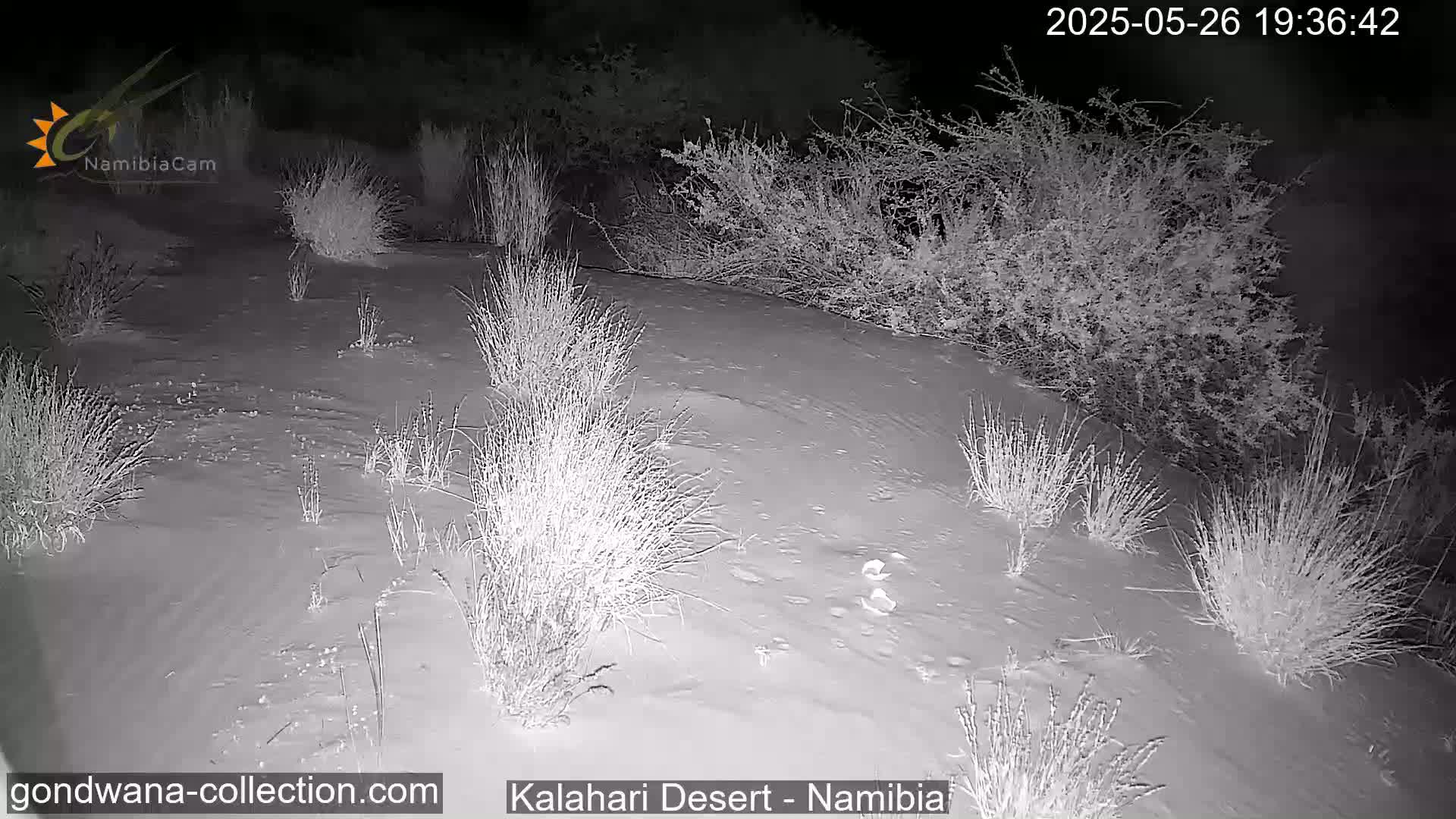 Natural Life in the Kalahari Desert (Gondwana Kalahari Park)  Live Cam - Mariental, Hardap, Namibia